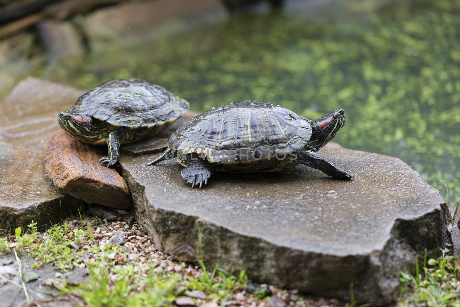 two freshwater turtles  by MegaArt