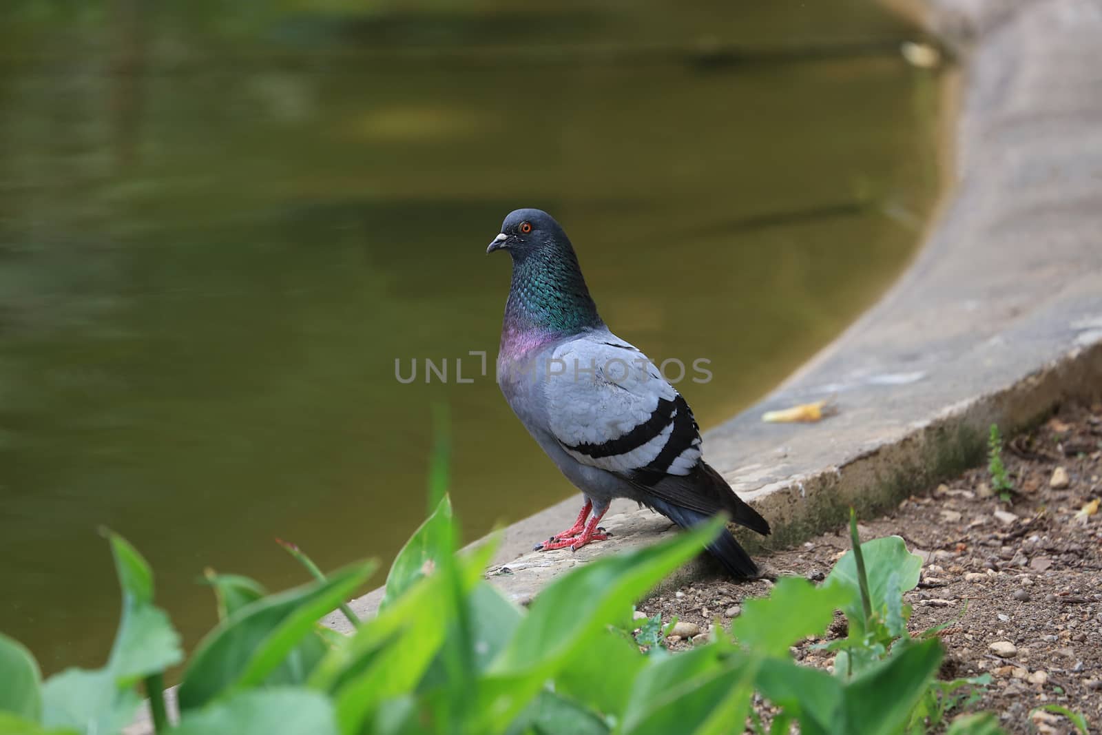 Beautiful Male Pigeon at the Waterfront in a Park in Monaco
