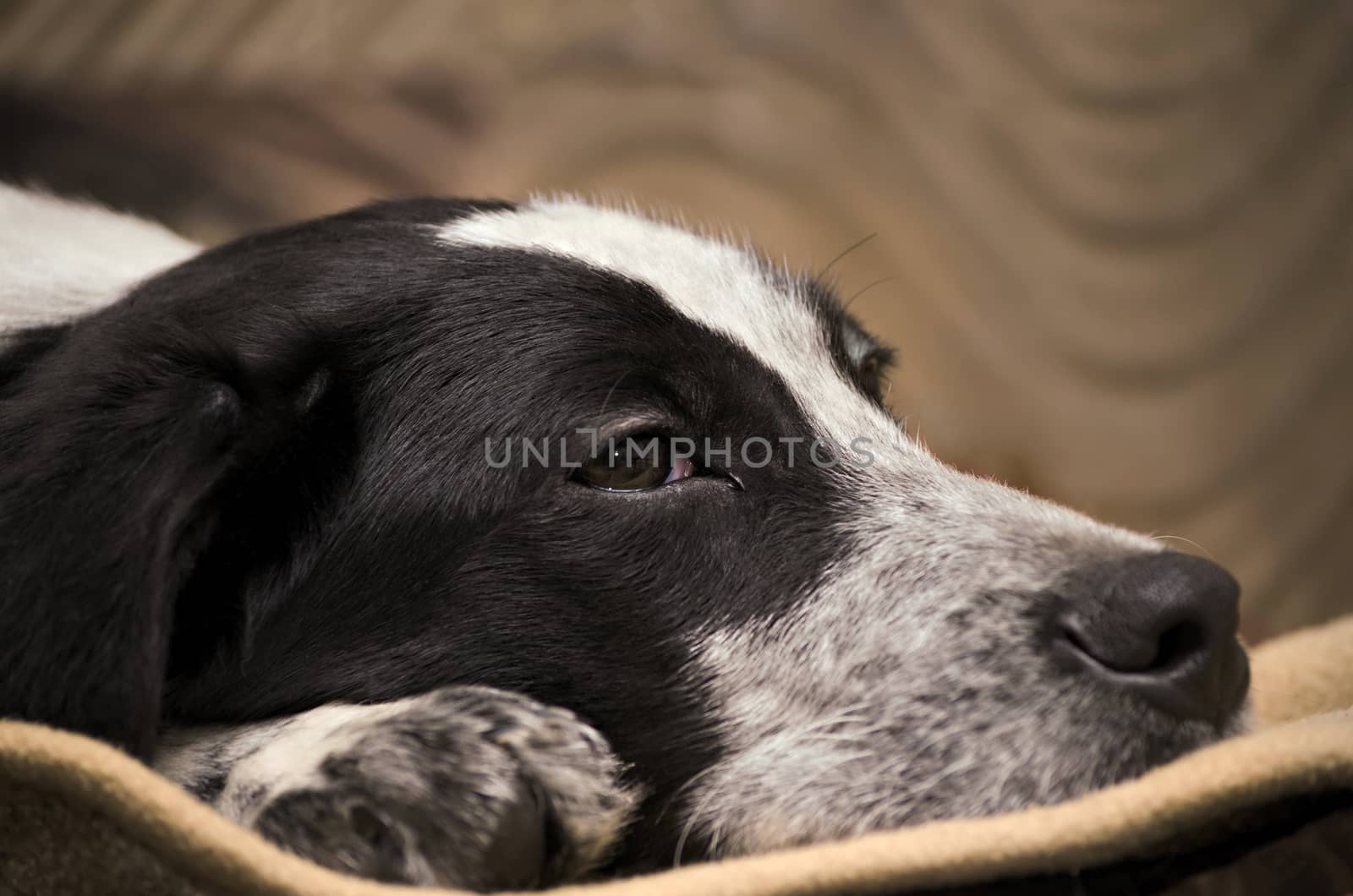 Sad, homeless puppy was lying on the Mat, close-up, head and paw