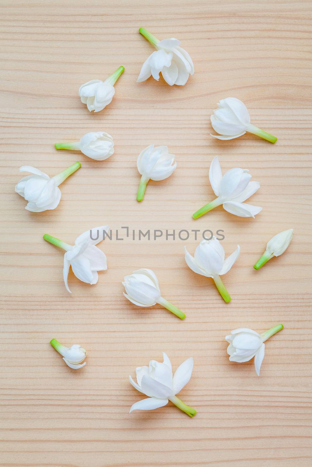 White jasmine flowers on wooden background. The delicate rain season flowers.