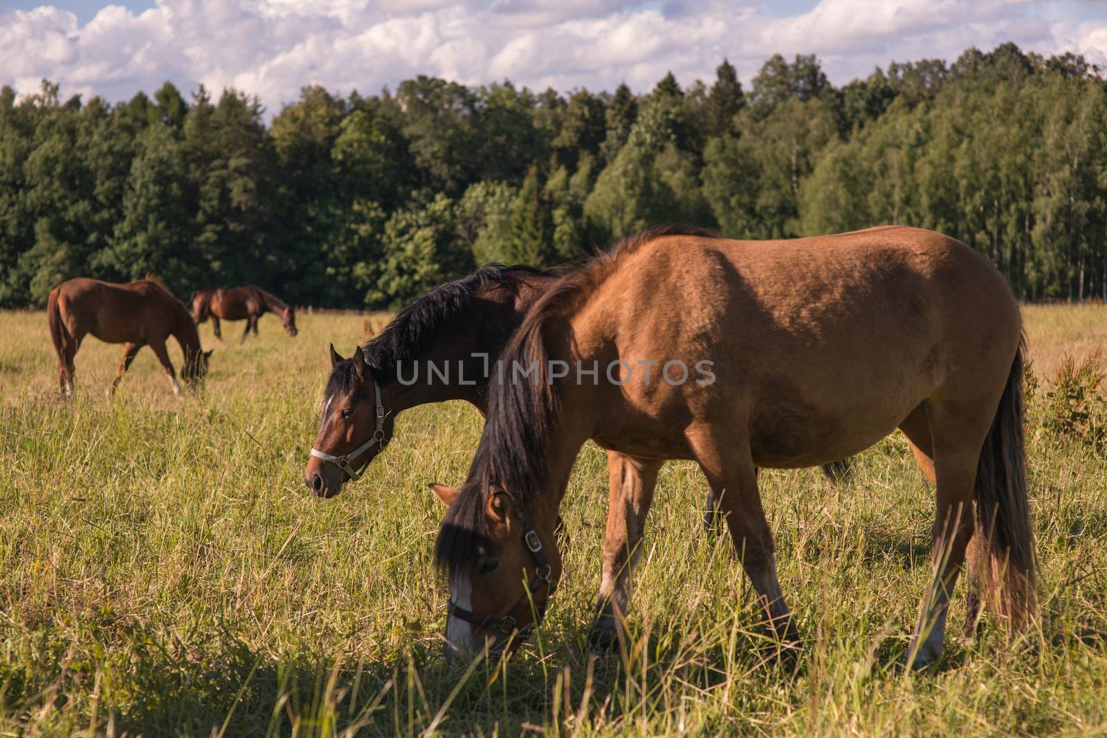 group of chestnut horses graze in a paddock. by skrotov