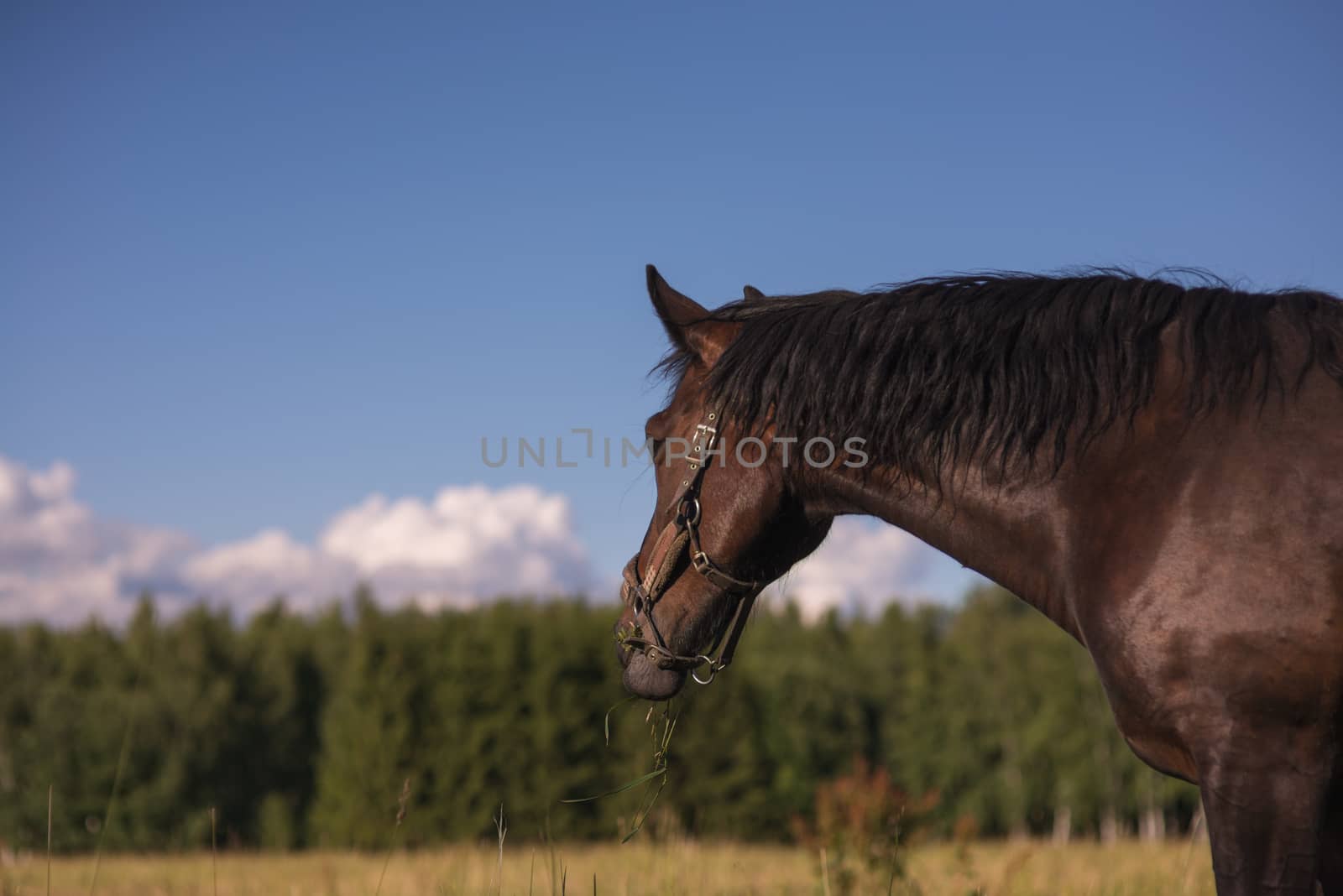 chestnut horse stallon graze in a paddock. Copyspace by skrotov