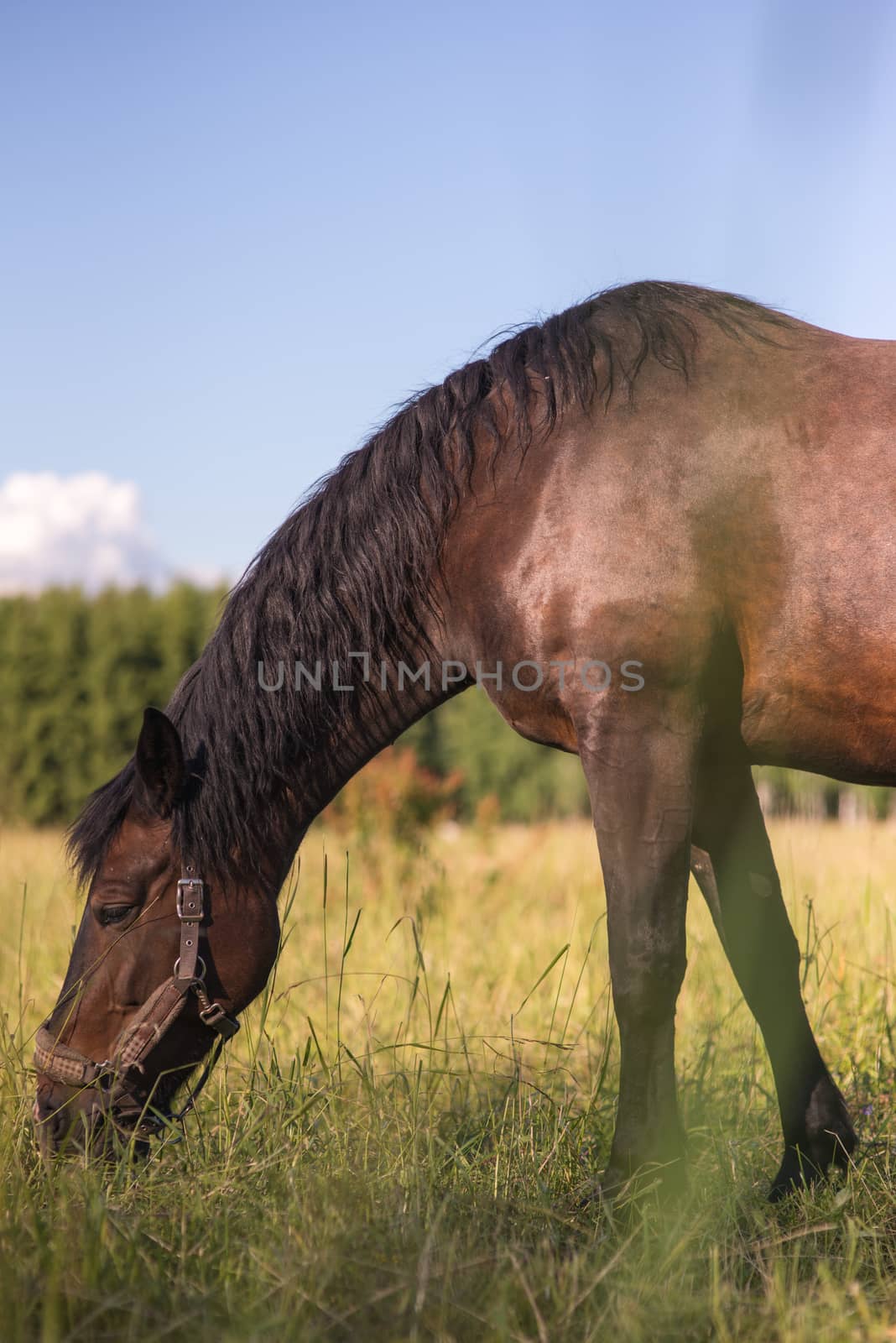 chestnut horse stallon graze in a paddock. Copyspace.