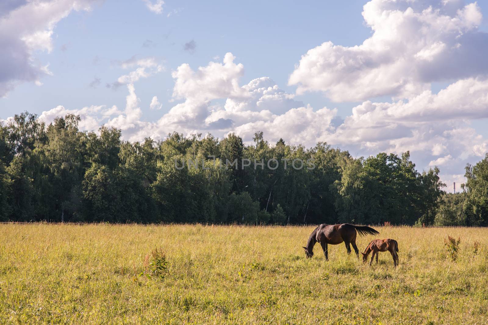 couple of chestnut horses graze in a paddock. by skrotov