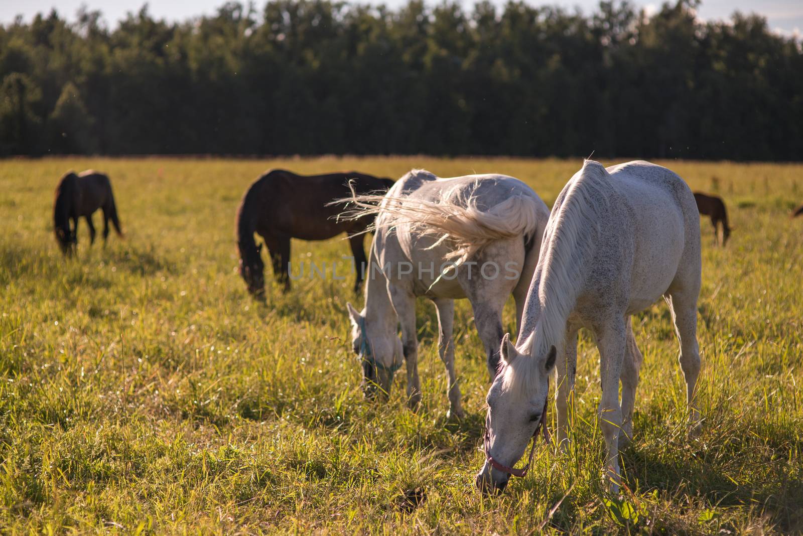 group of chestnut and white horses graze in a paddock. by skrotov