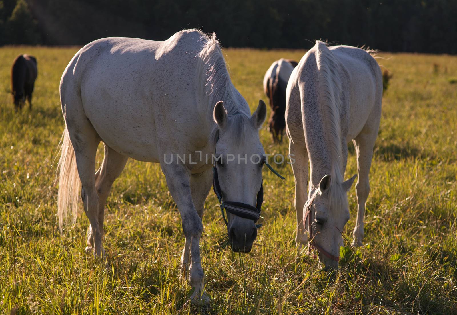 group of chestnut and white horses graze in a paddock