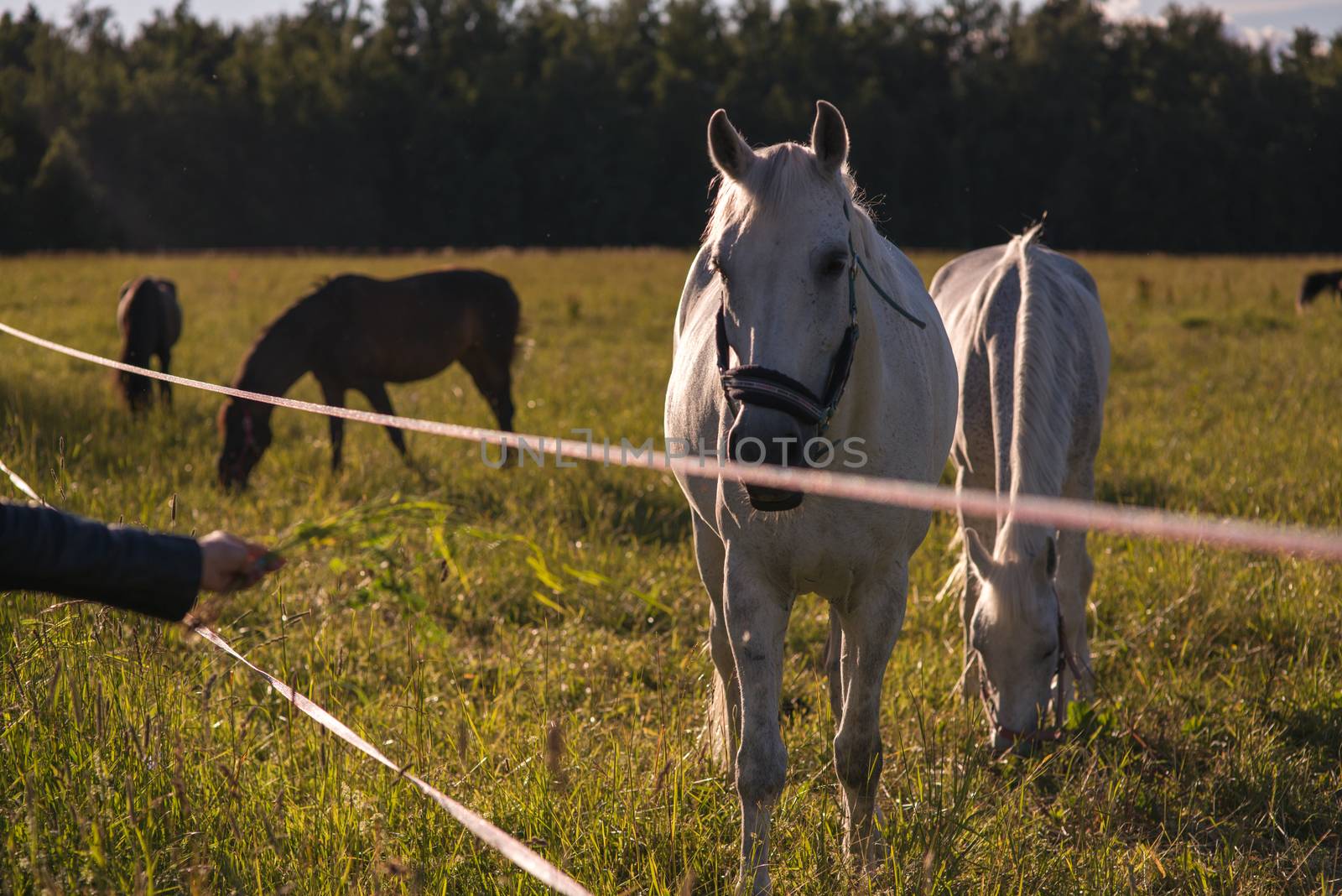 girl feeding couple of white horses graze in a paddock