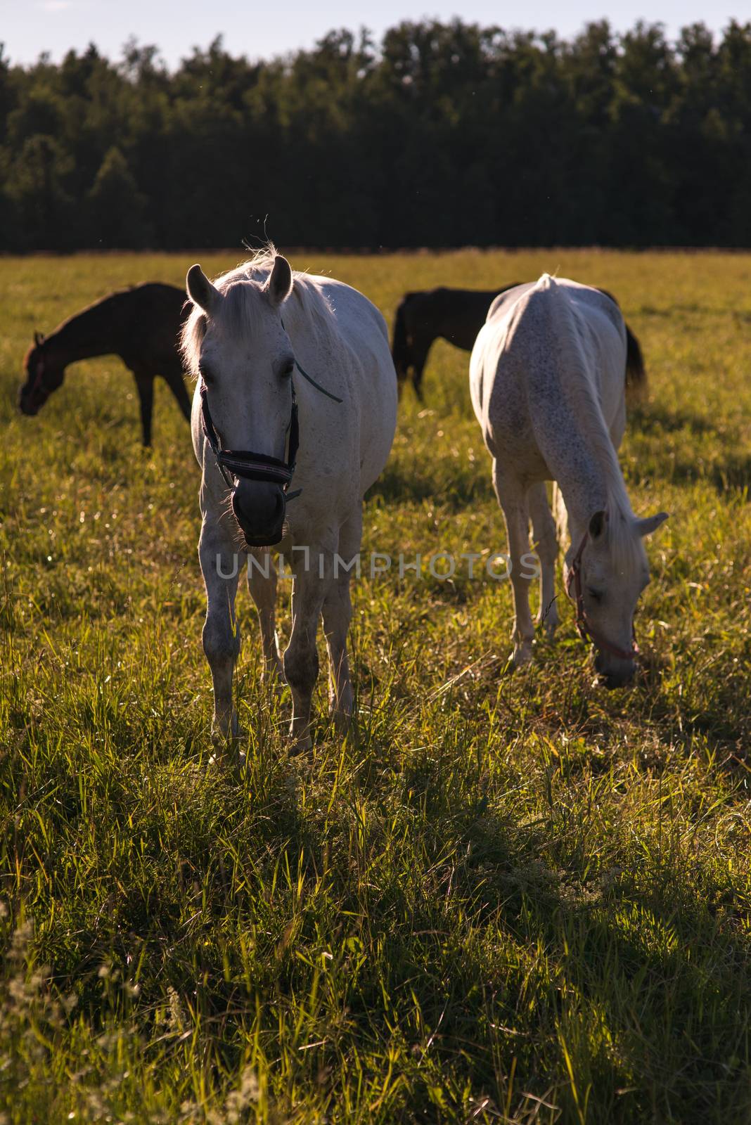 group of chestnut and white horses graze in a paddock. by skrotov