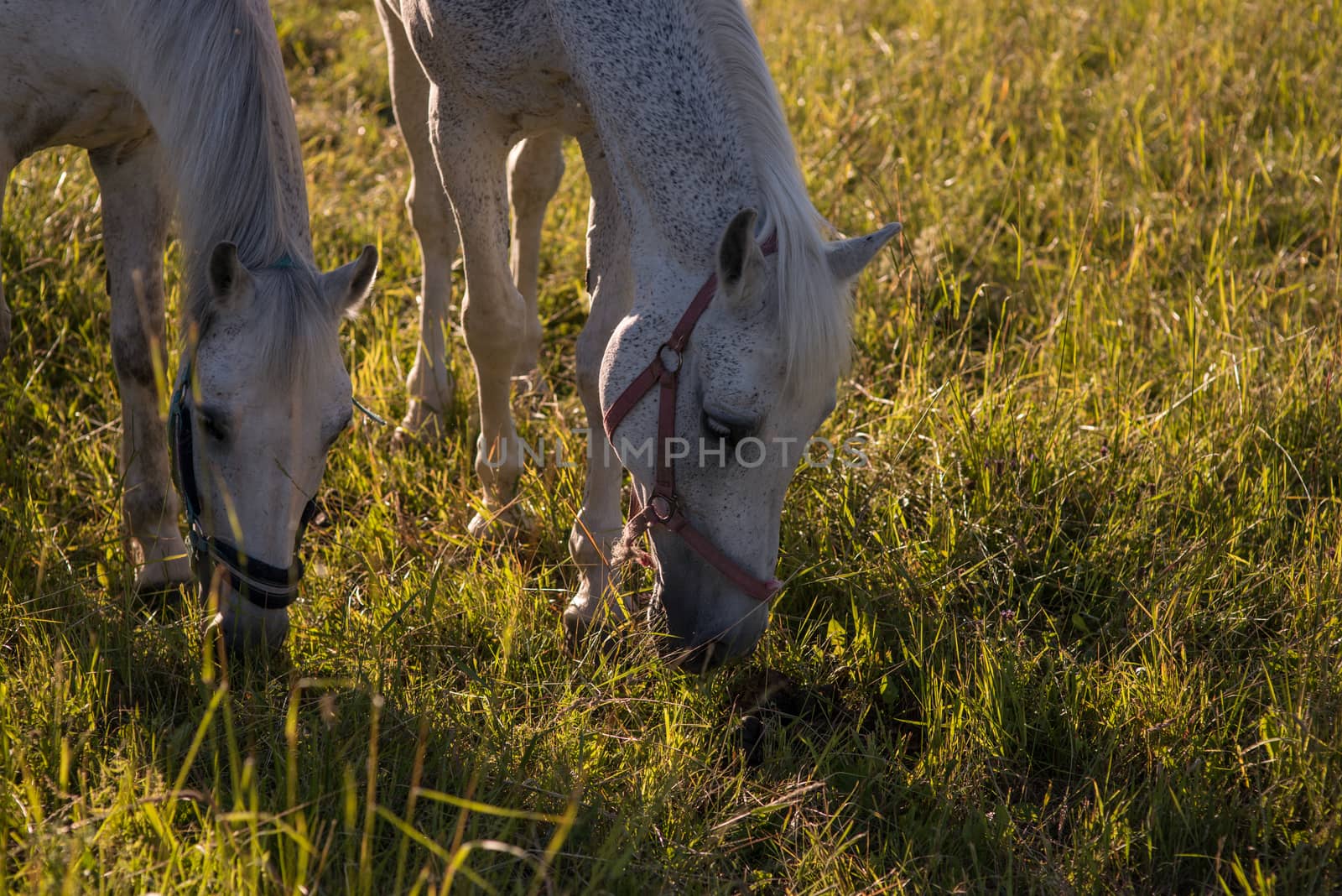 couple of white horses graze in a paddock. by skrotov