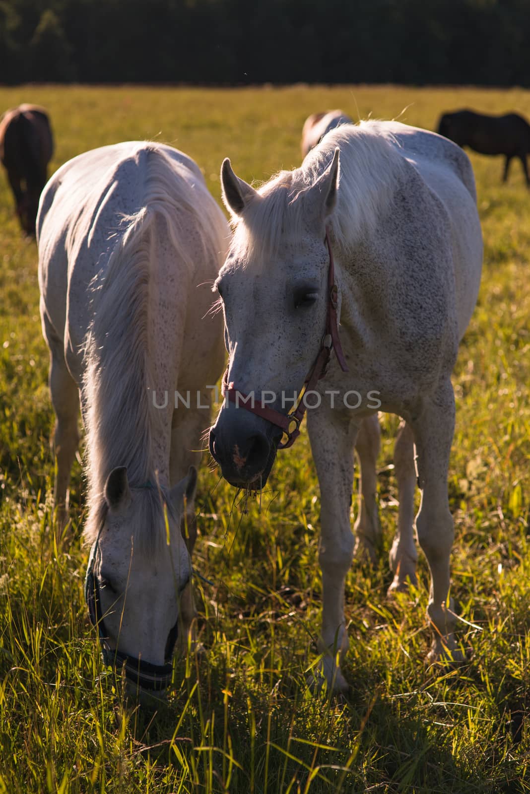 couple of white horses graze in a paddock. by skrotov