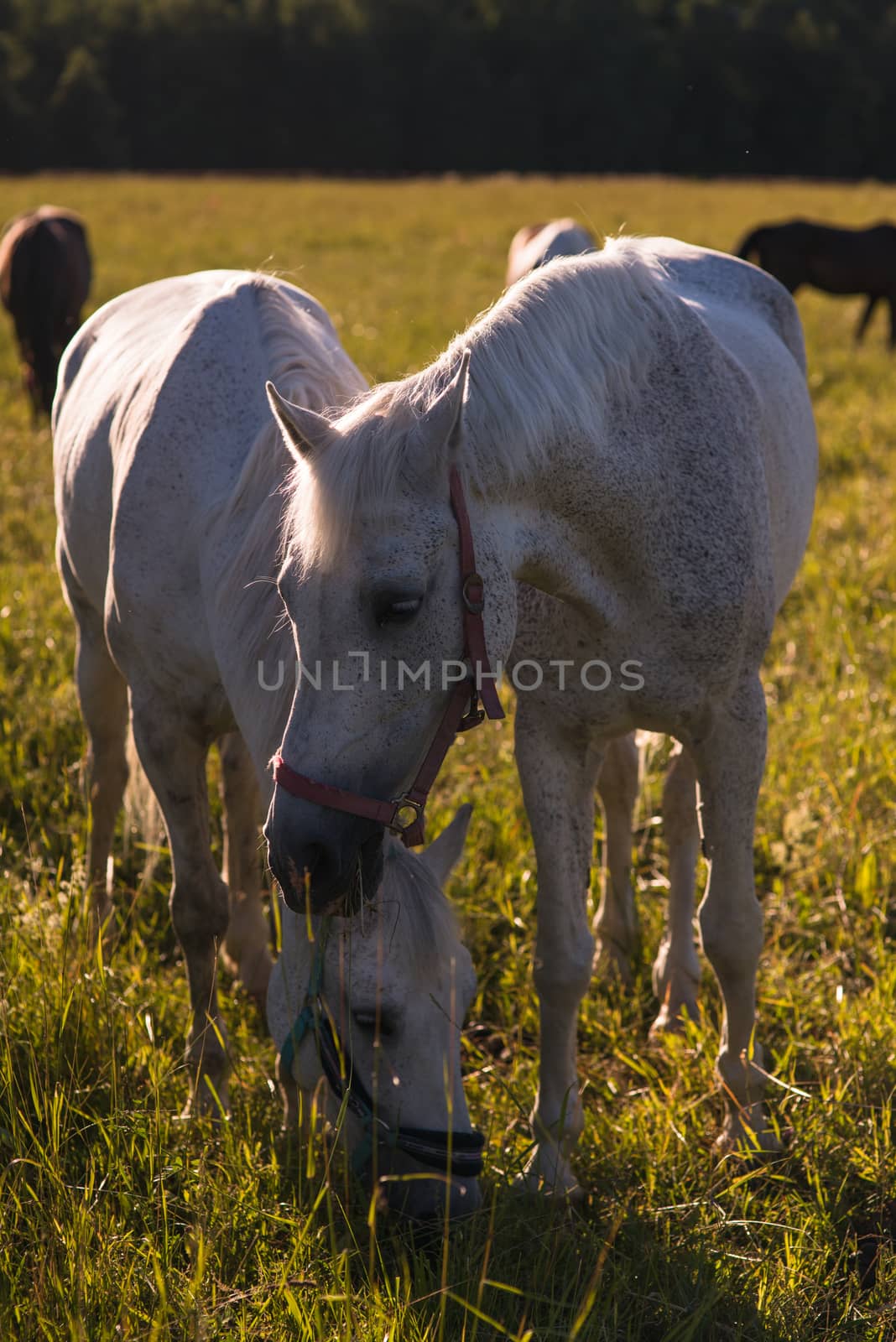 couple of white horses graze in a paddock