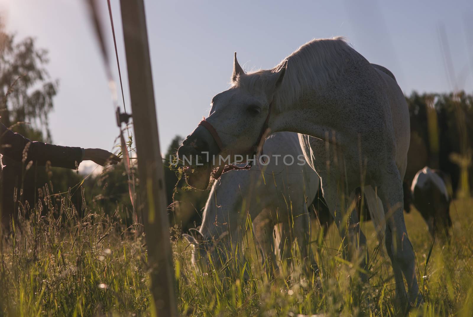 girl feeding couple of white horses graze in a paddock. by skrotov