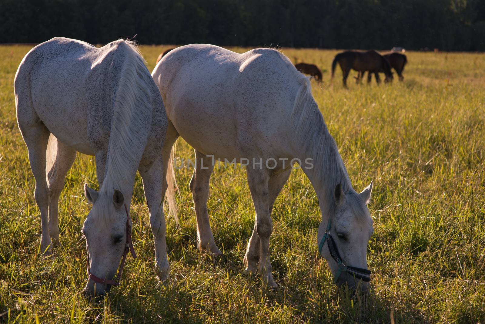 group of chestnut and white horses graze in a paddock. by skrotov