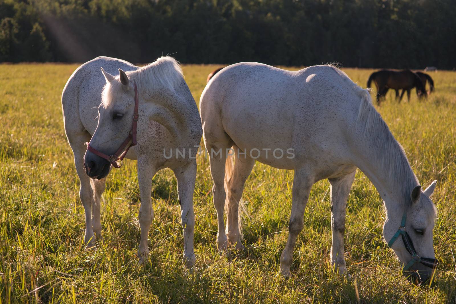 group of chestnut and white horses graze in a paddock