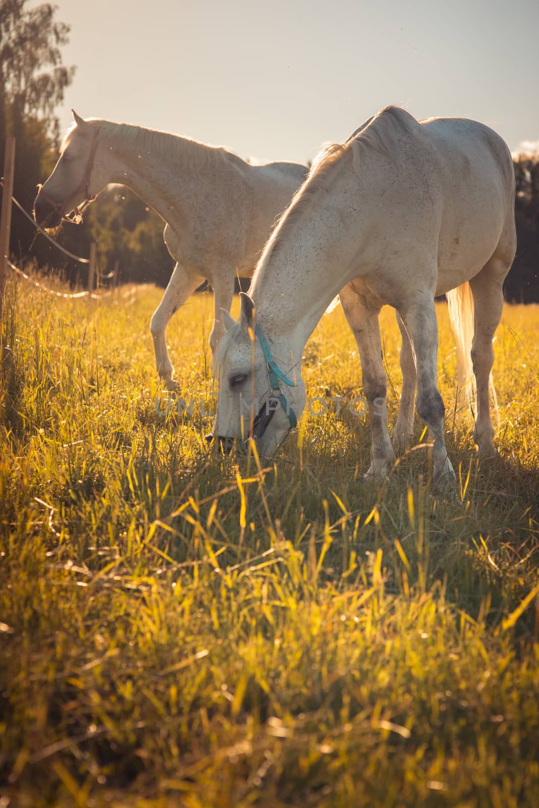 couple of white horses graze in a paddock. by skrotov