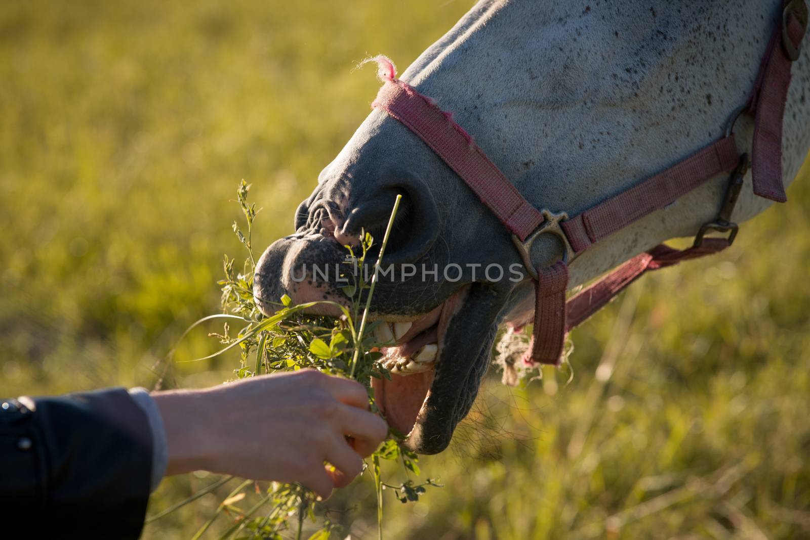 girl feeding couple of white horses graze in a paddock. Closeup by skrotov