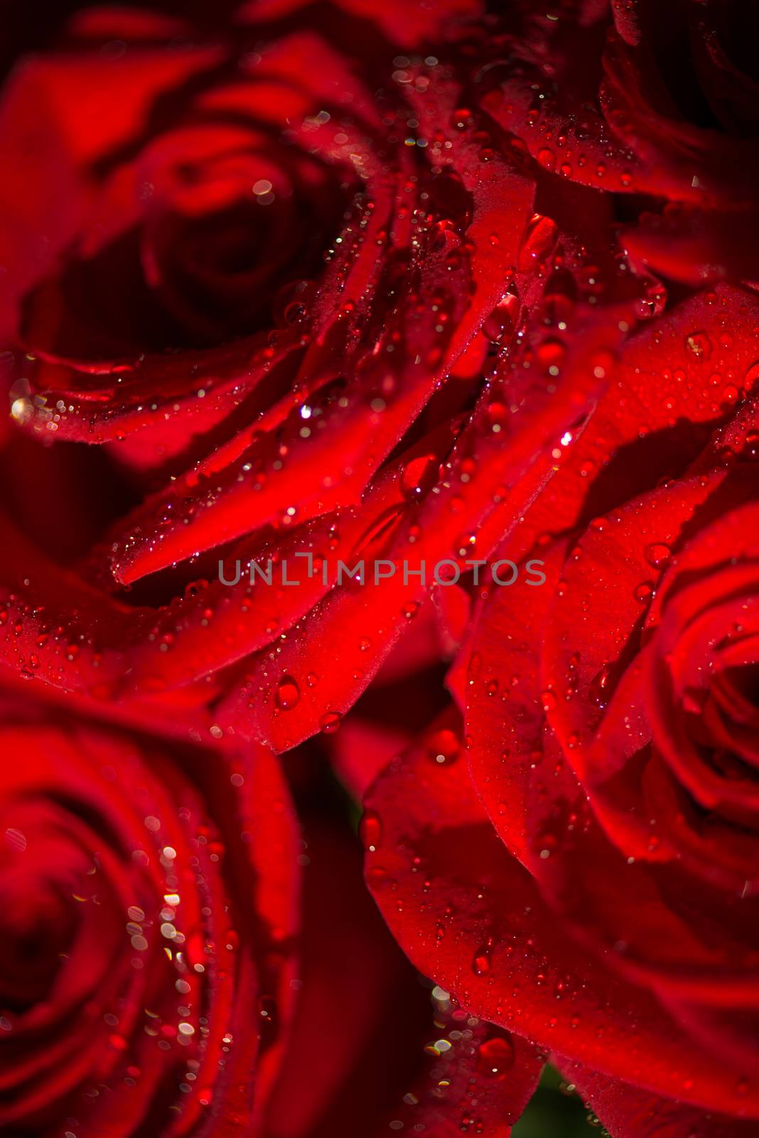 Macro photo of a rose with water droplets by skrotov