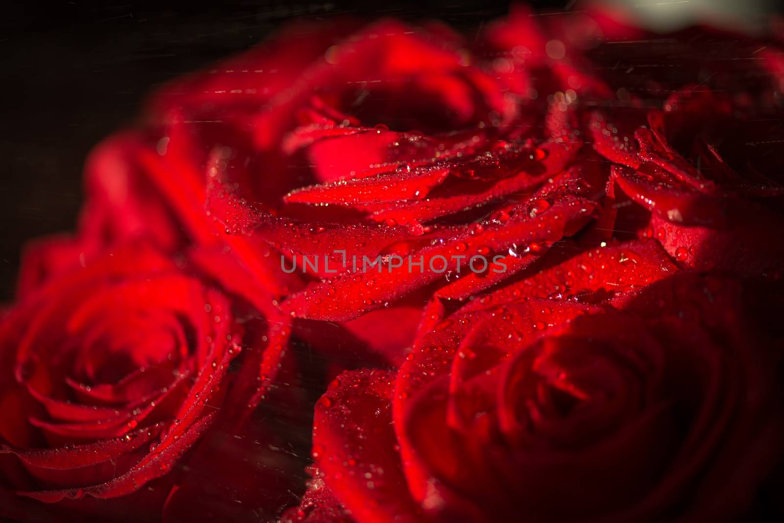 Macro photo of a rose with water droplets. Spring theme.