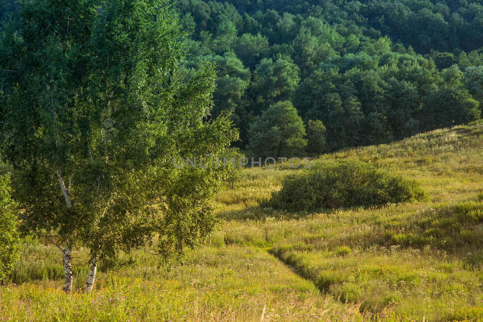 two birch trees on a meadow against wood.