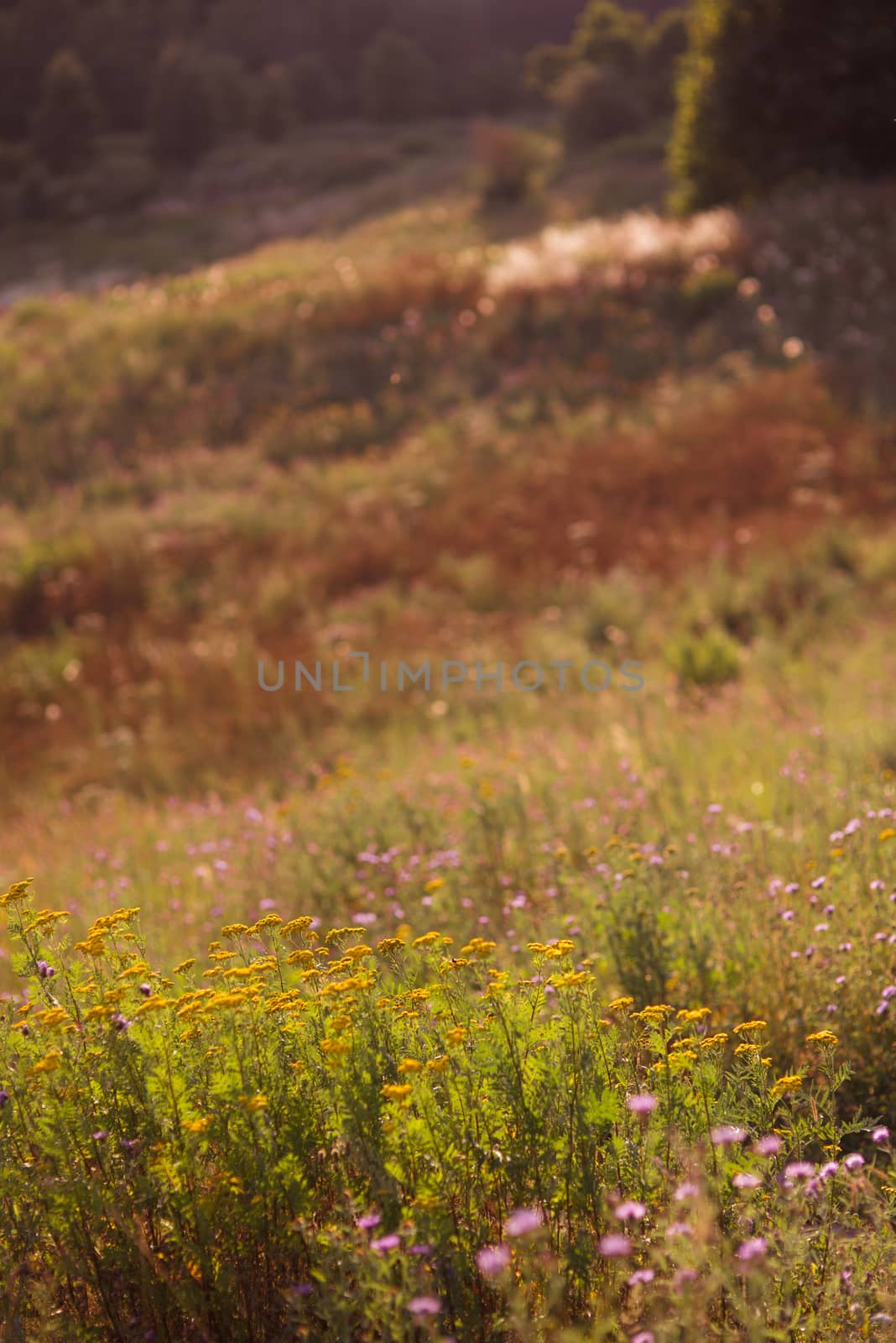 summer colorful herbaceous meadow with flowers. Summer scene.