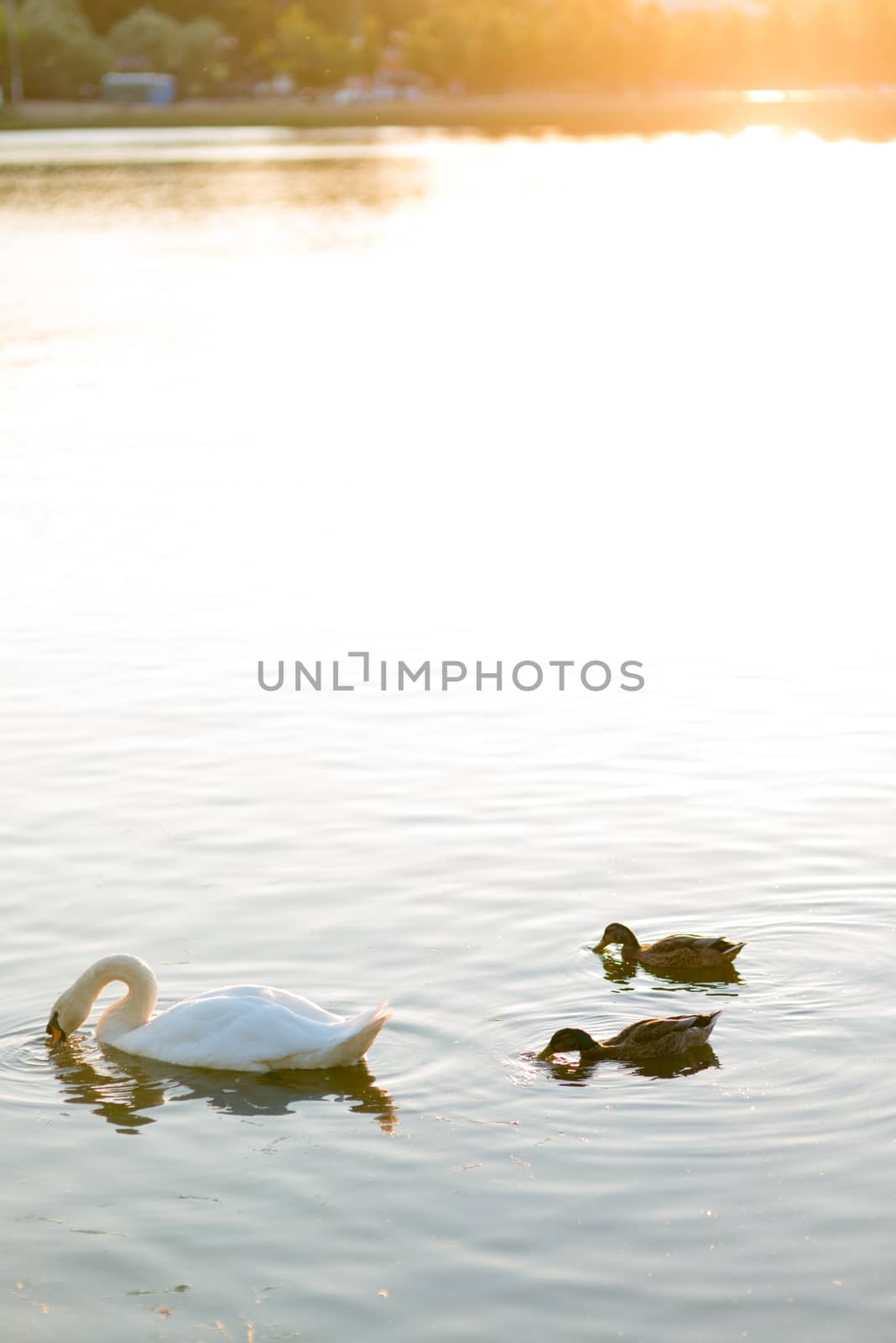 white swans and duck on the summer sunny lake swimming by skrotov