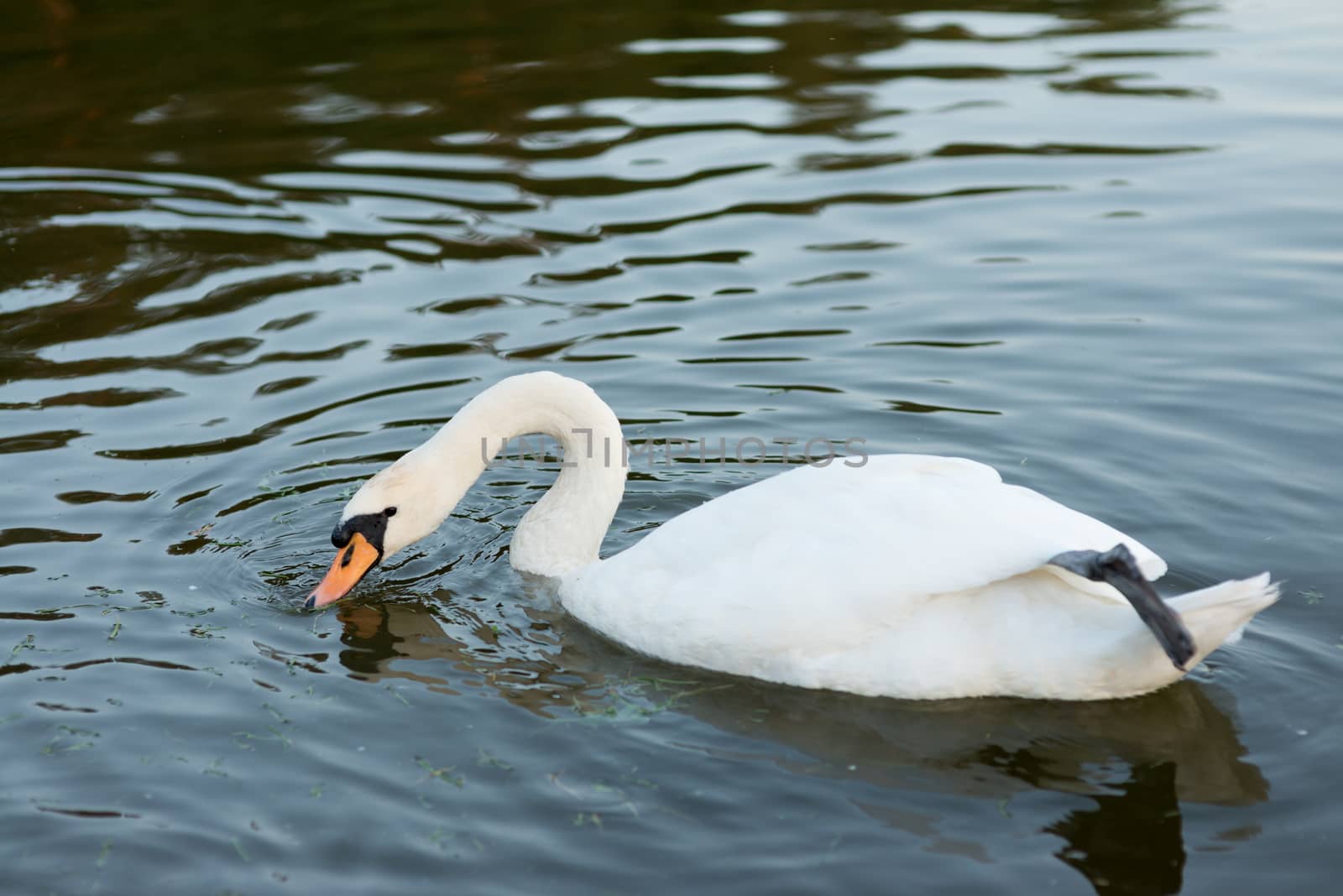 white swan on the summer lake swimming by skrotov