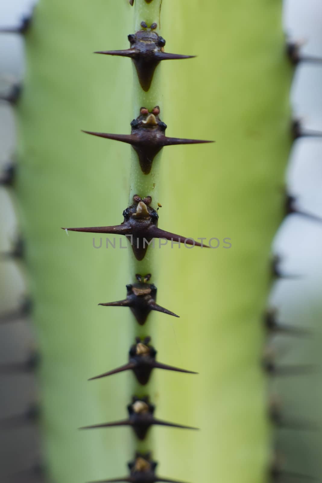 Deail of Brown thorns of desertic succulent plant