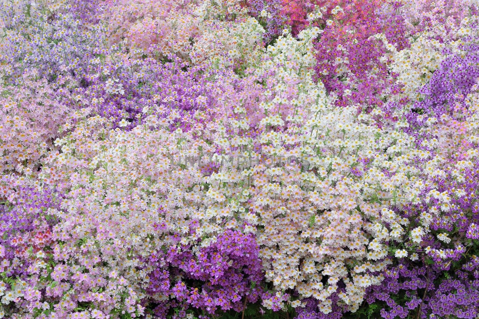 Mass of poor mans Orchids in purple and white