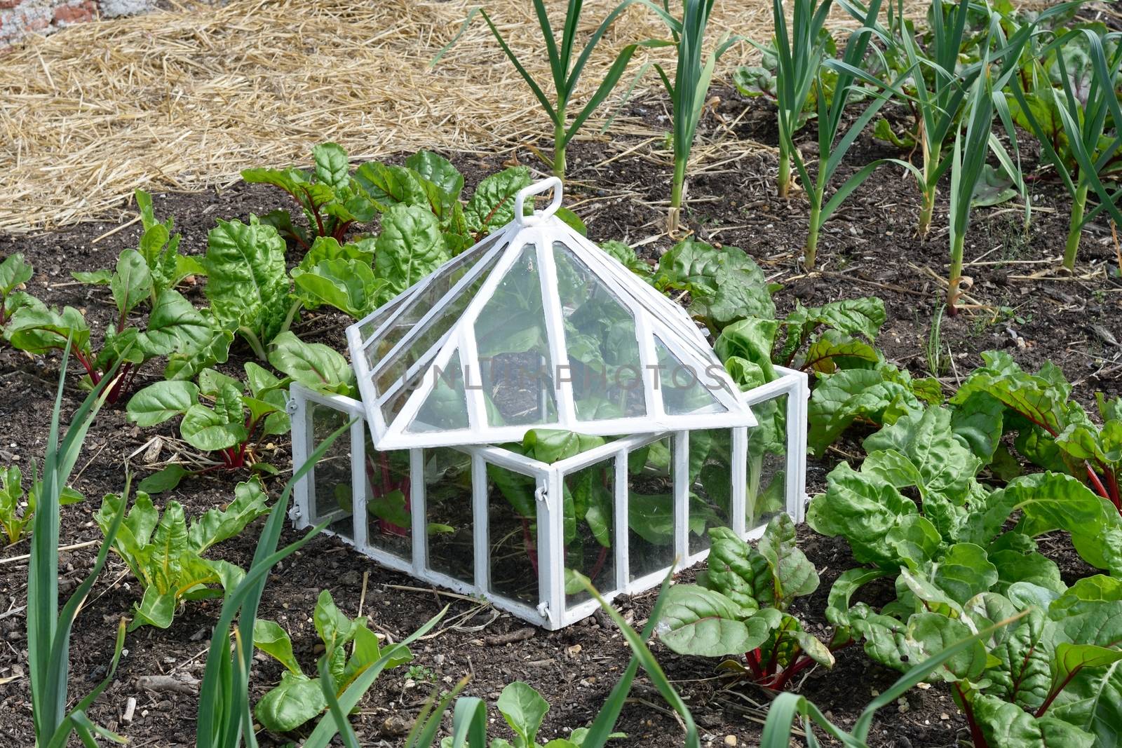 Antique white cloche in vegetable garden