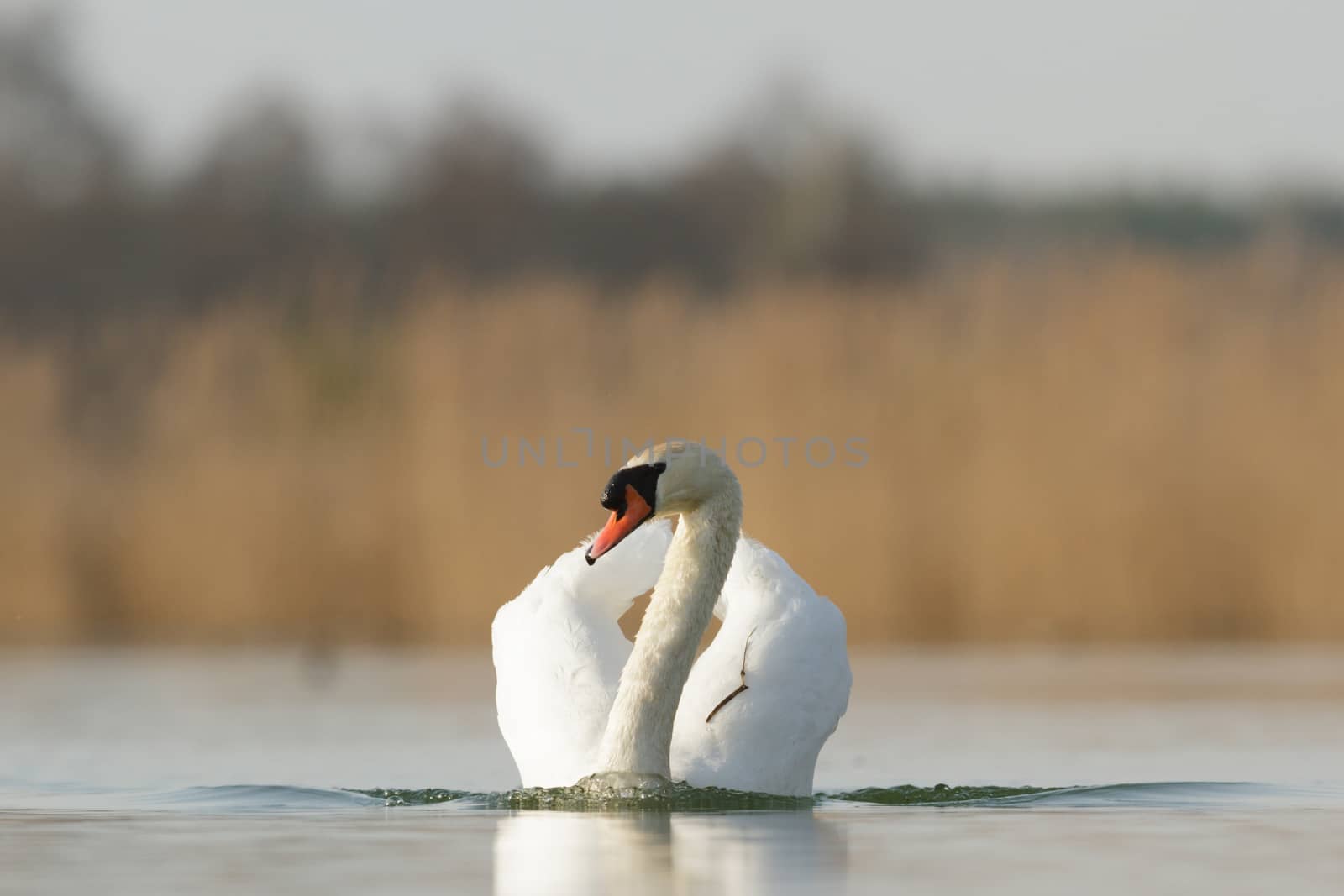 swan on blue lake in sunny day, swans on pond, nature series