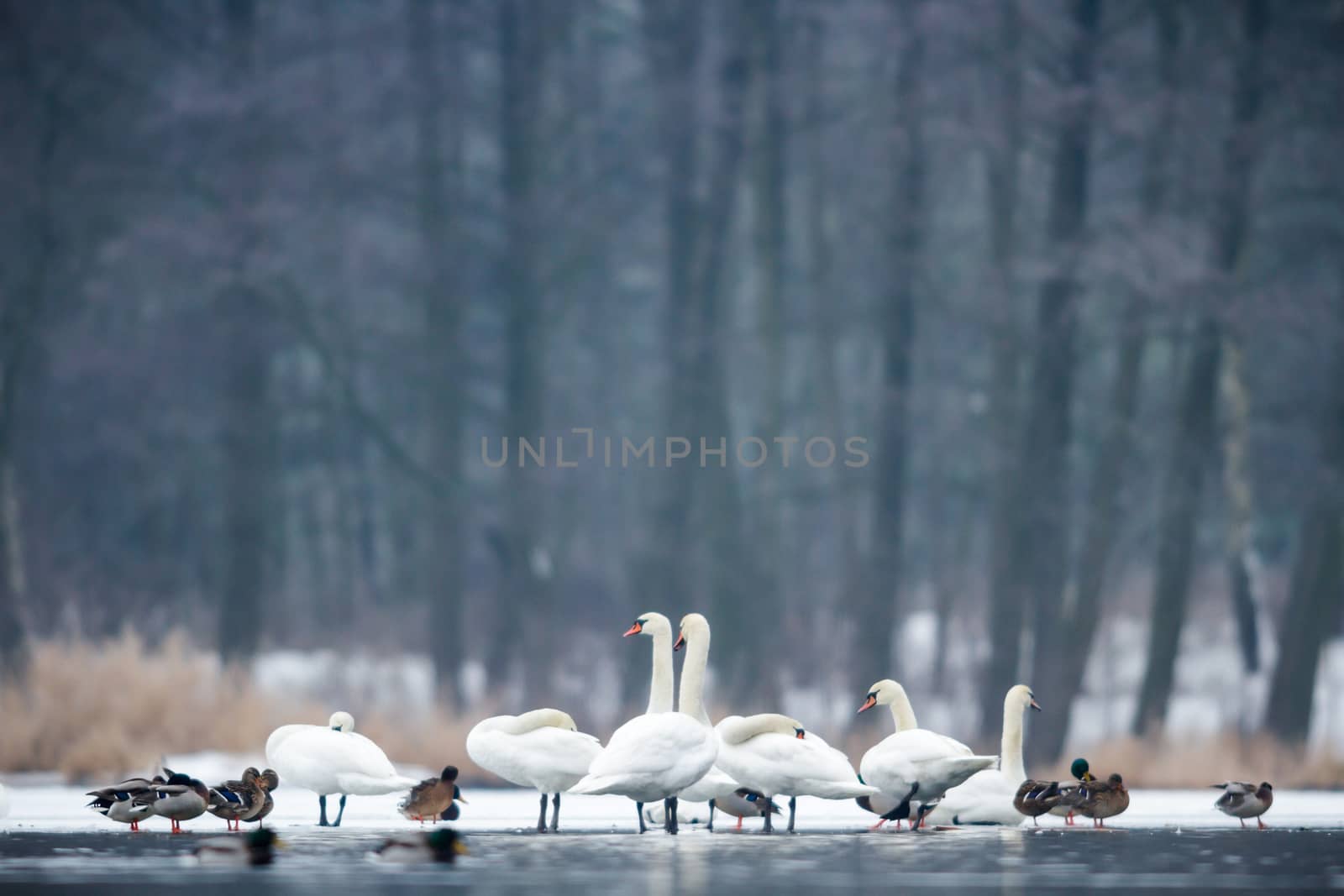 swans on blue lake water in sunny day, swans on pond, nature series