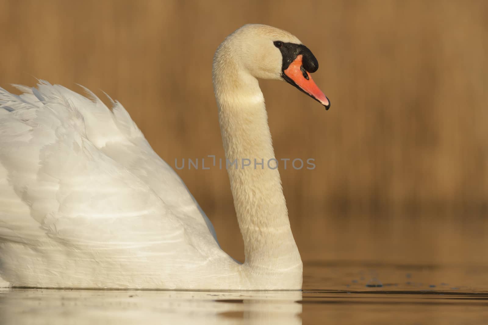 swan on blue lake in sunny day, swans on pond, nature series