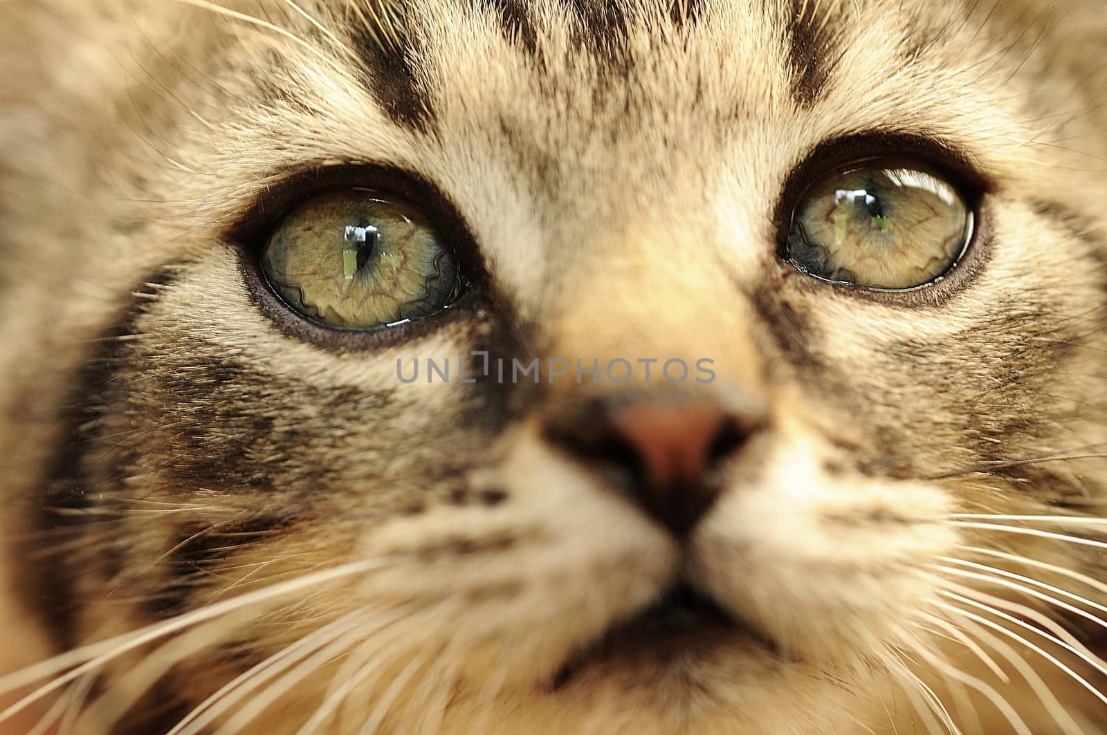 Closeup shot of cute small kitten face.