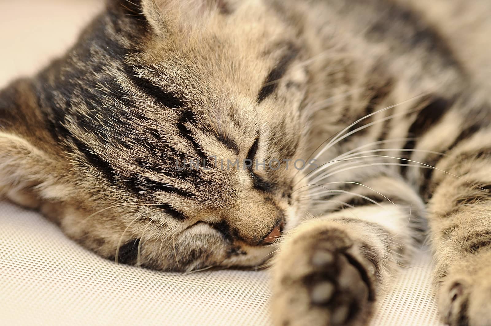 Closeup shot of sleeping cute small kitten.