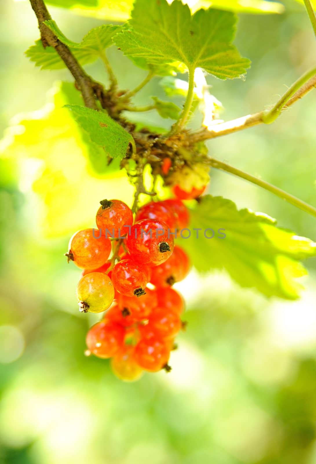 Red currant by hamik