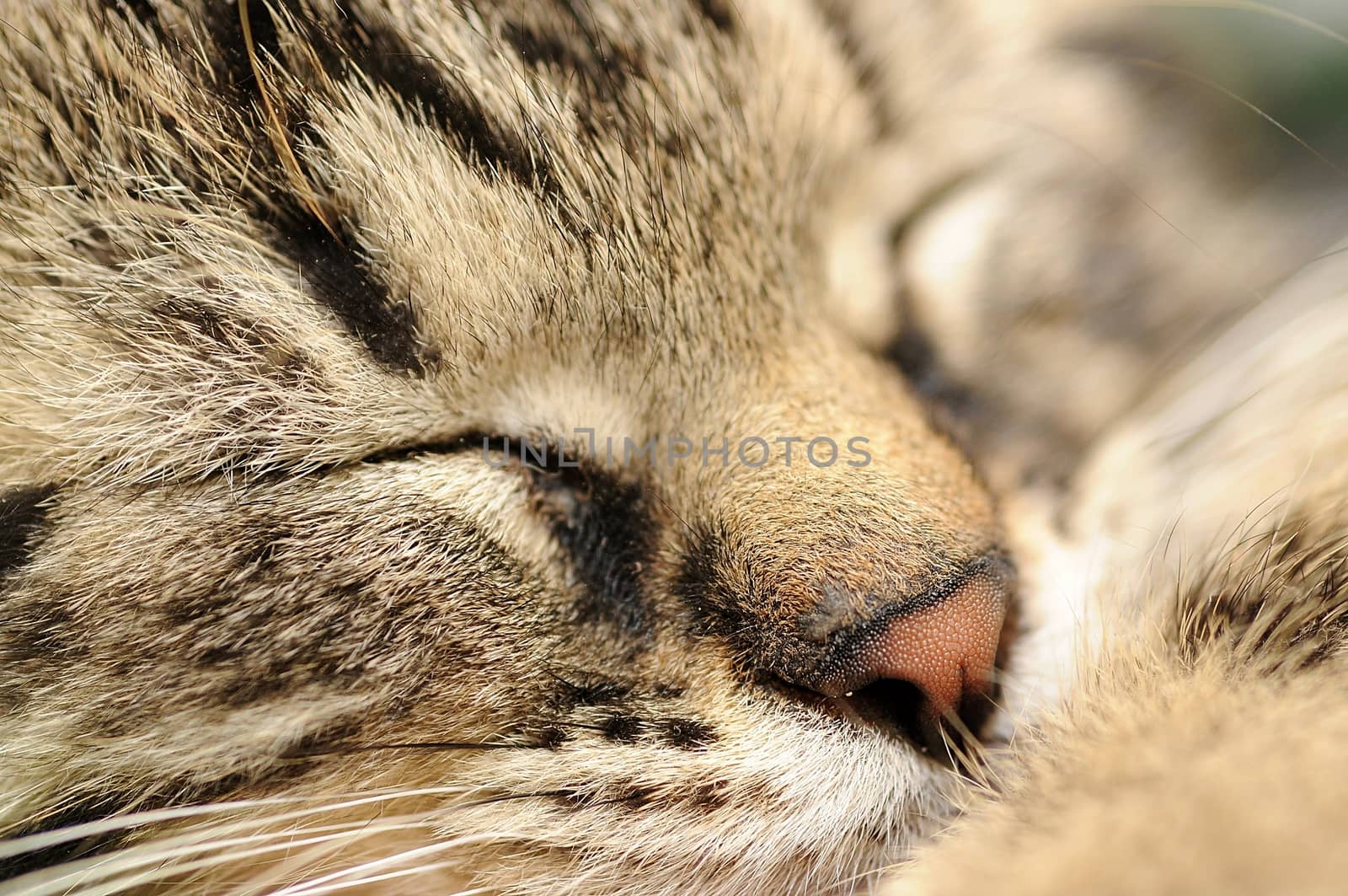 Closeup shot of sleeping cute small kitten.