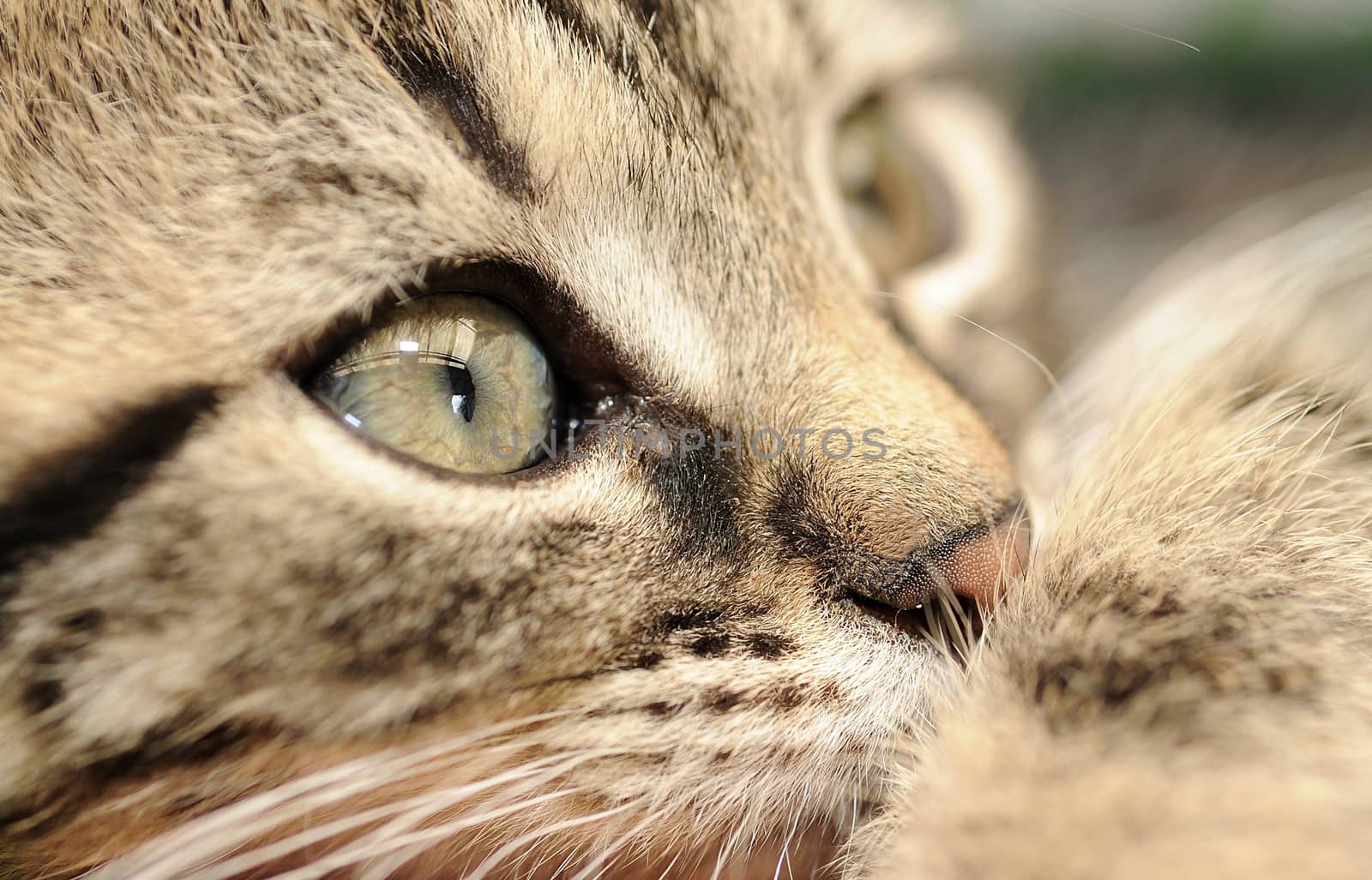 Closeup shot of cute small kitten face.