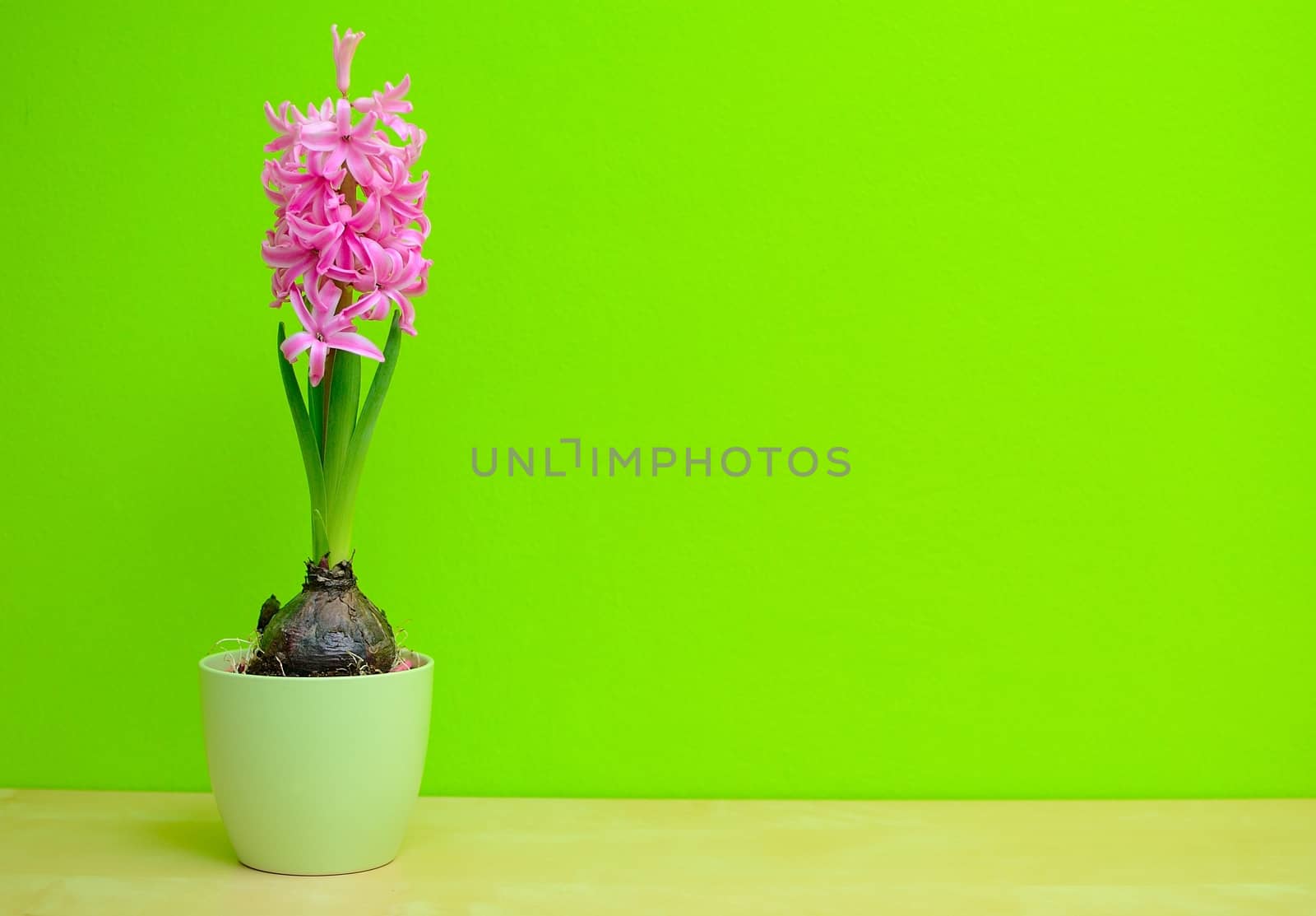 Pink Hyacinth by hamik