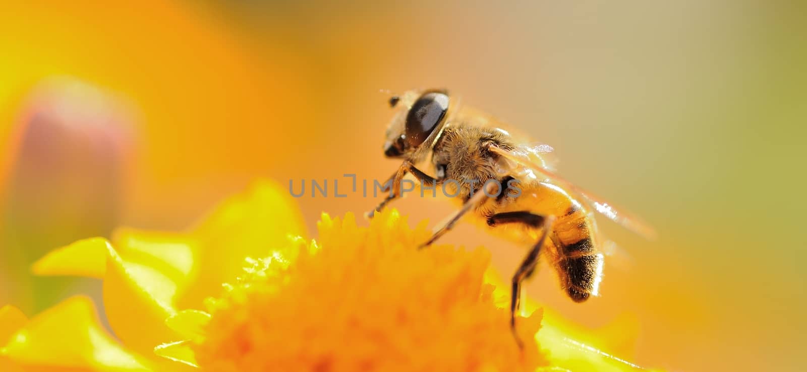 Macro shot of honey bee on the flower during sunset backlight.