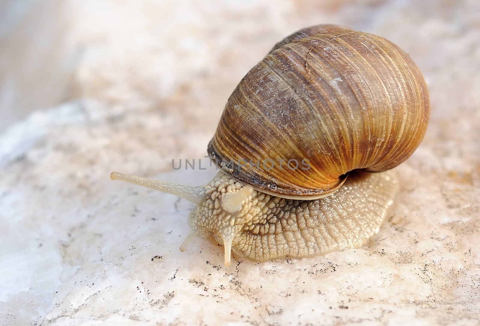 Small snail by hamik