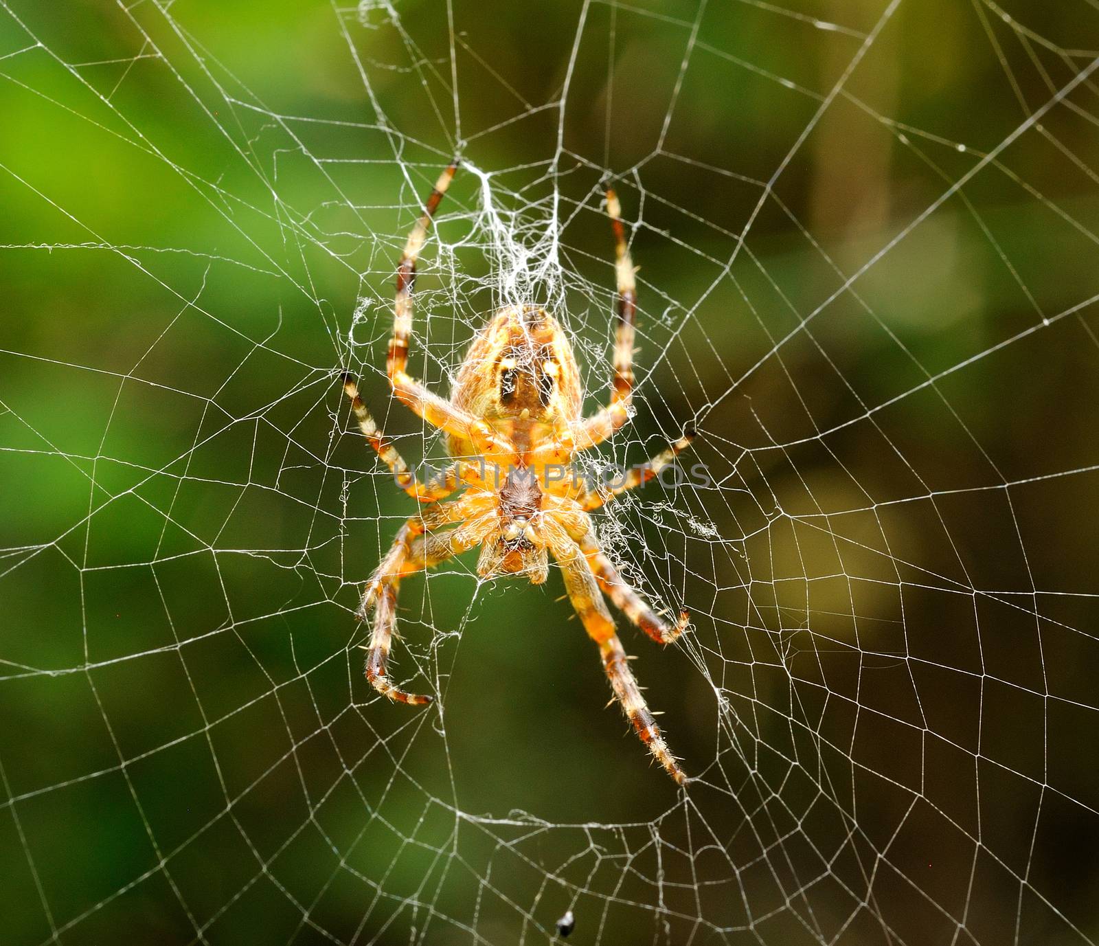 Spider by hamik