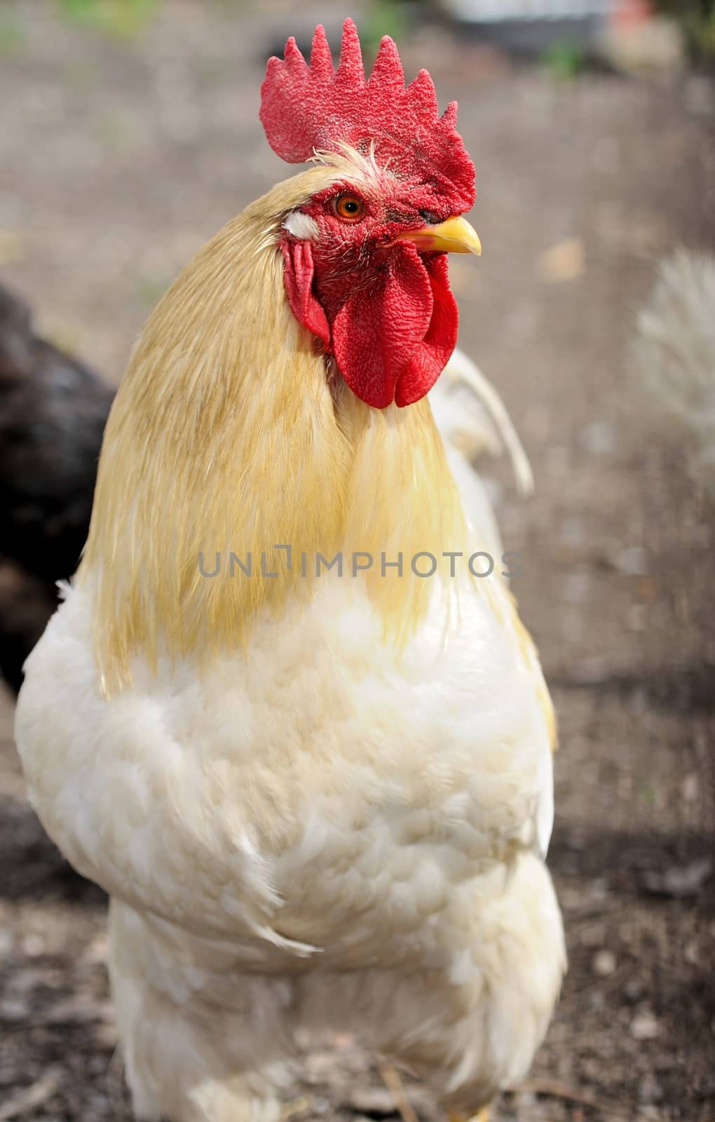 Portrait of white domestic cock.