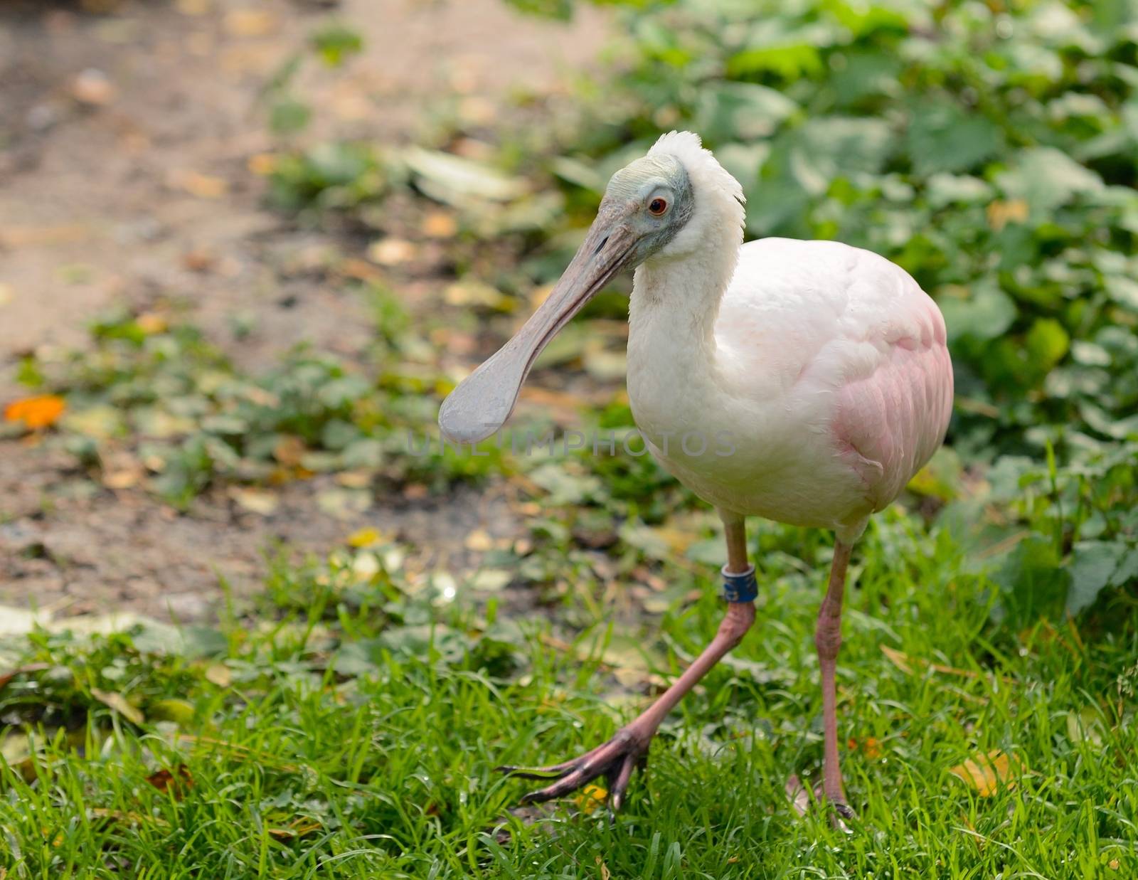 Roseate Spoonbill 2 by hamik