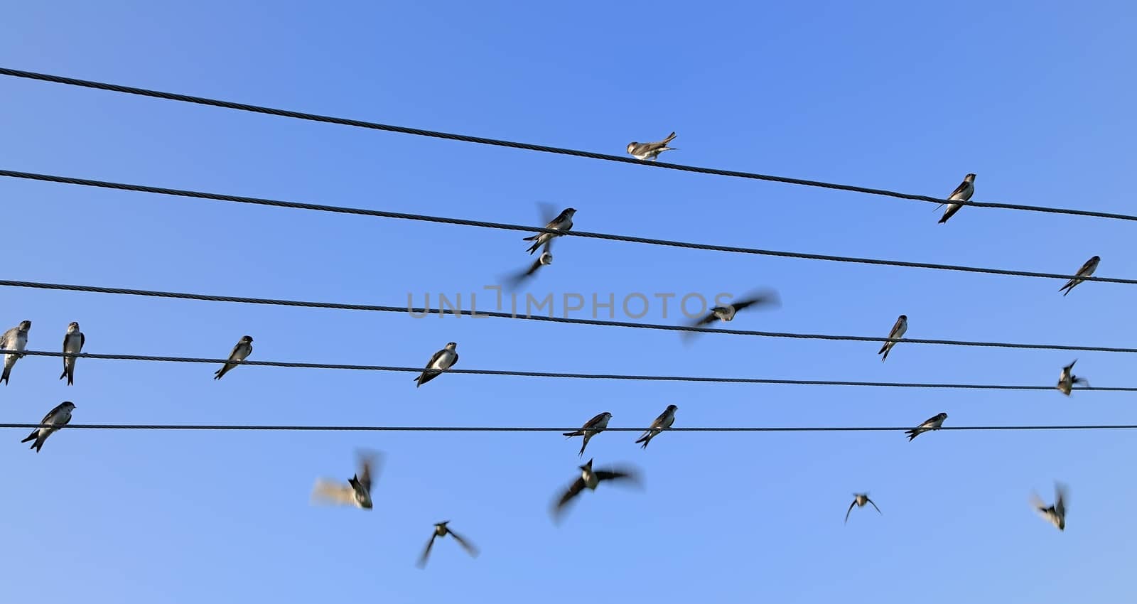 Group of swallows sitting on the power line with blue sky behind.