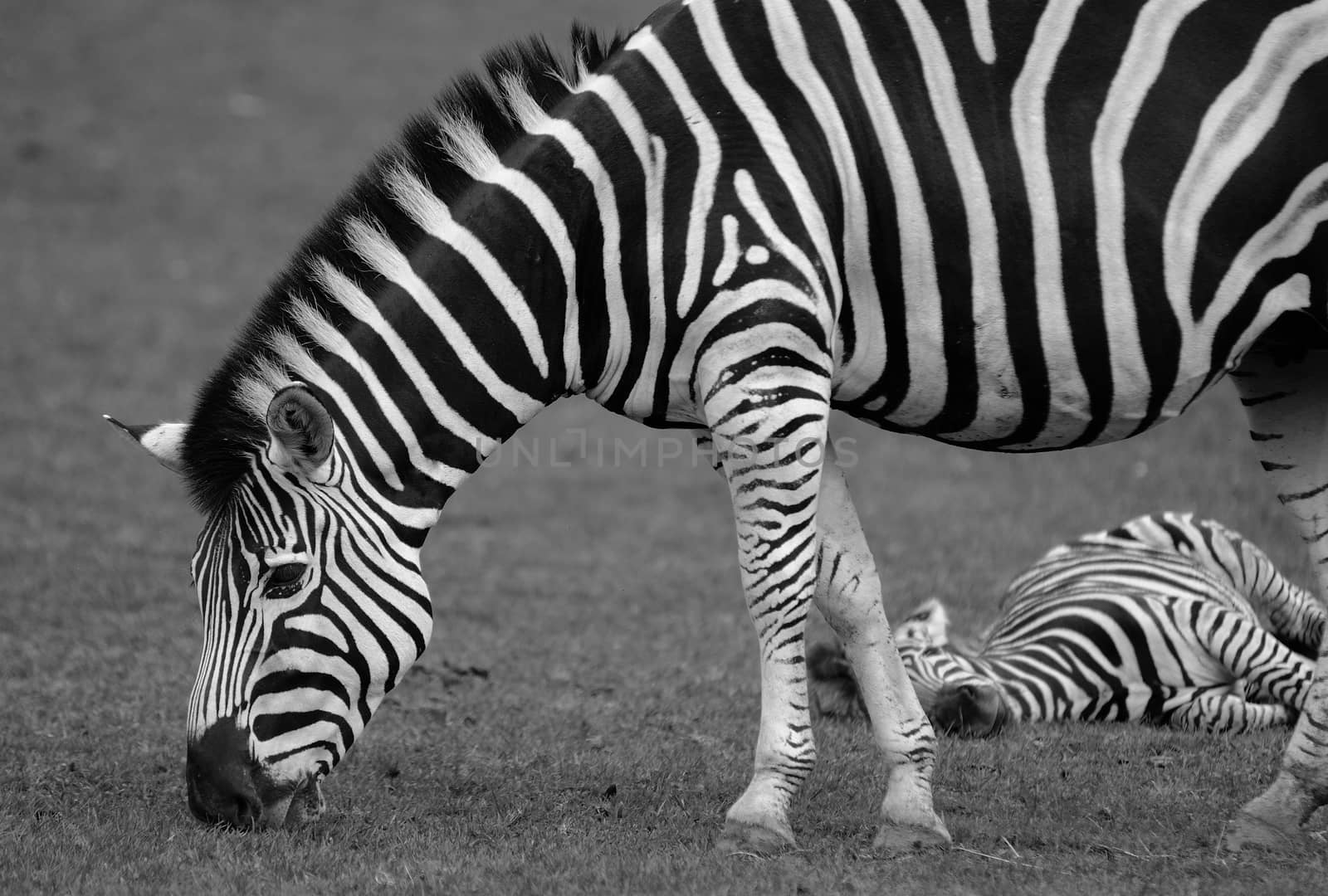 Zebra by hamik