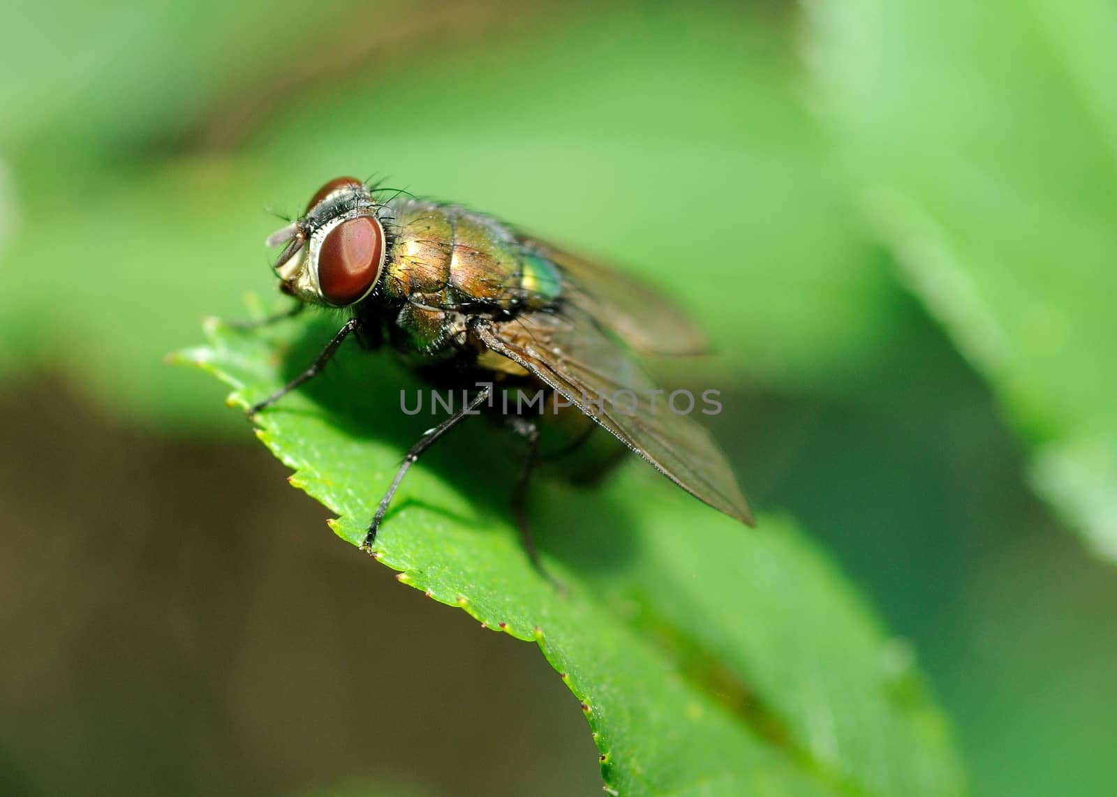 Ugly fly by hamik