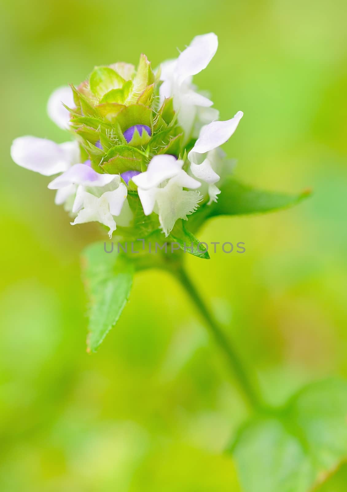 White blossom by hamik