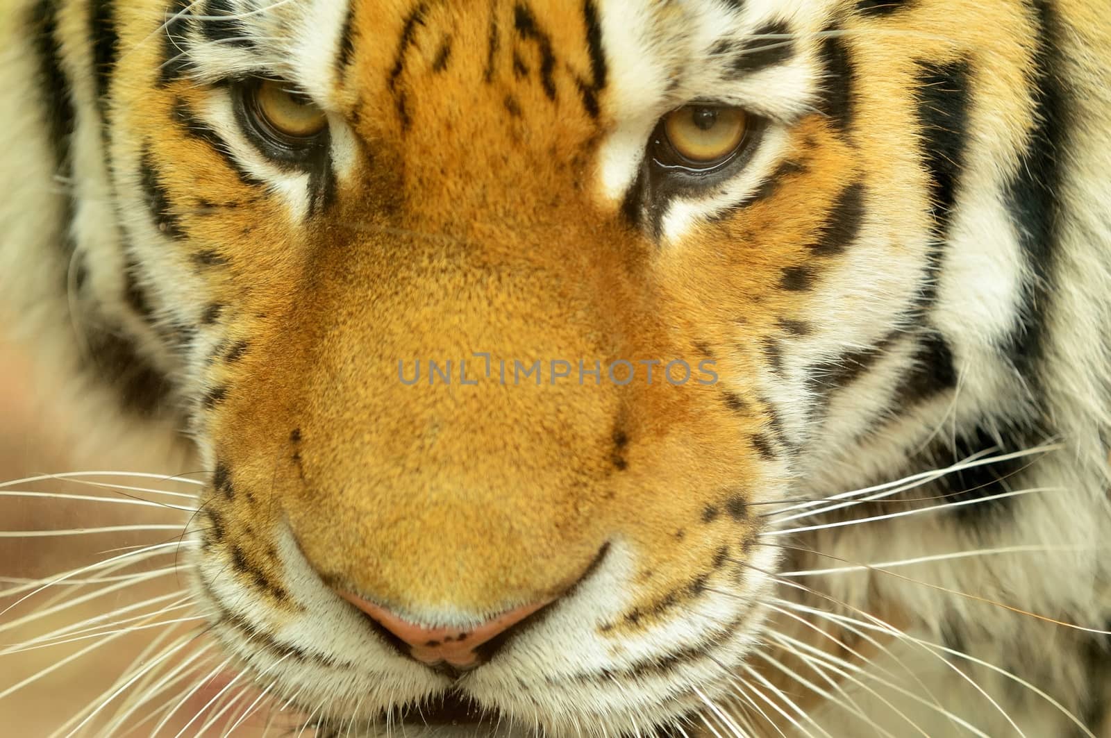 Closeup head portrait of Siberian Tiger