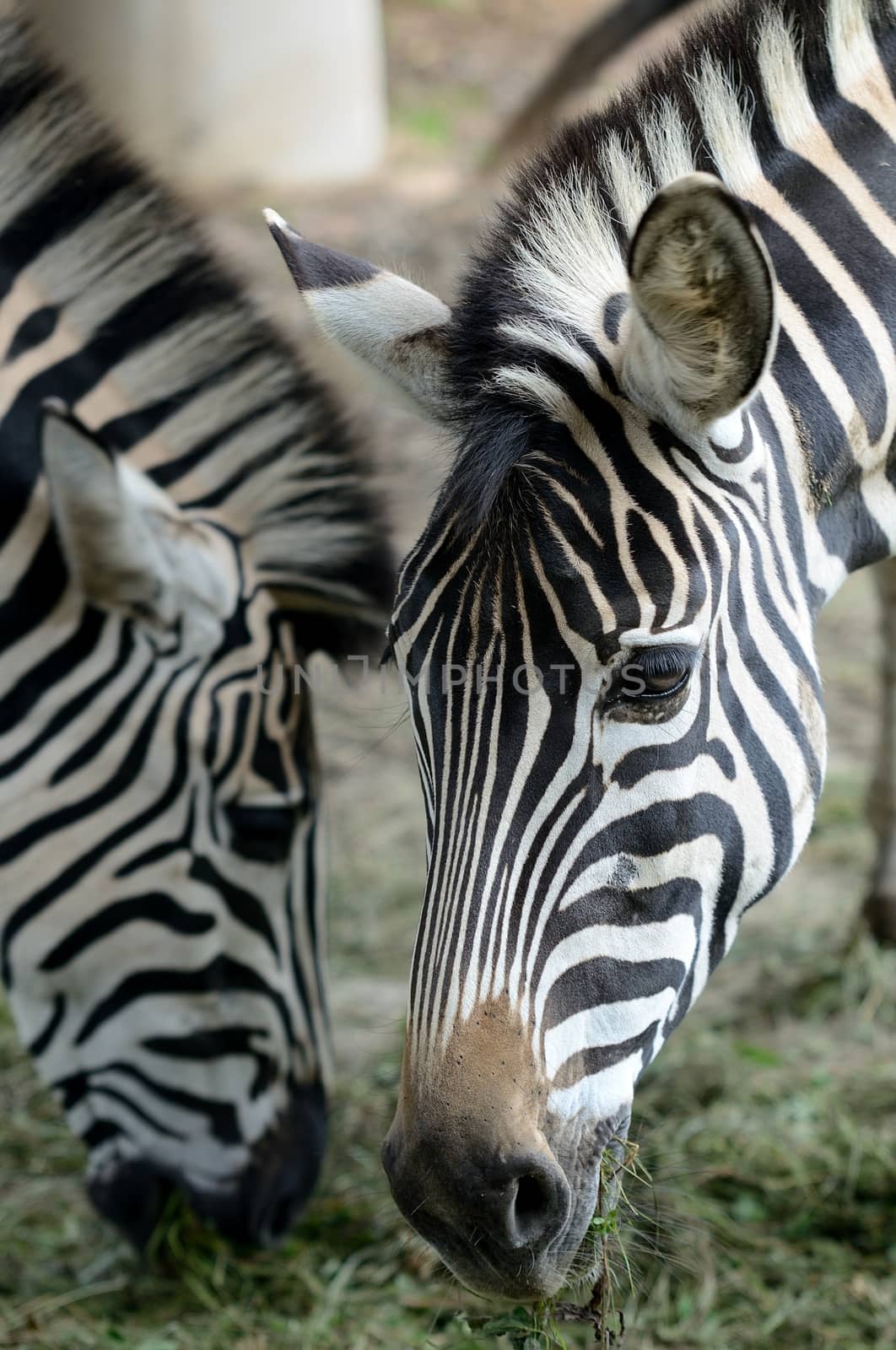 Head portrait of two Zebras during their feeding.