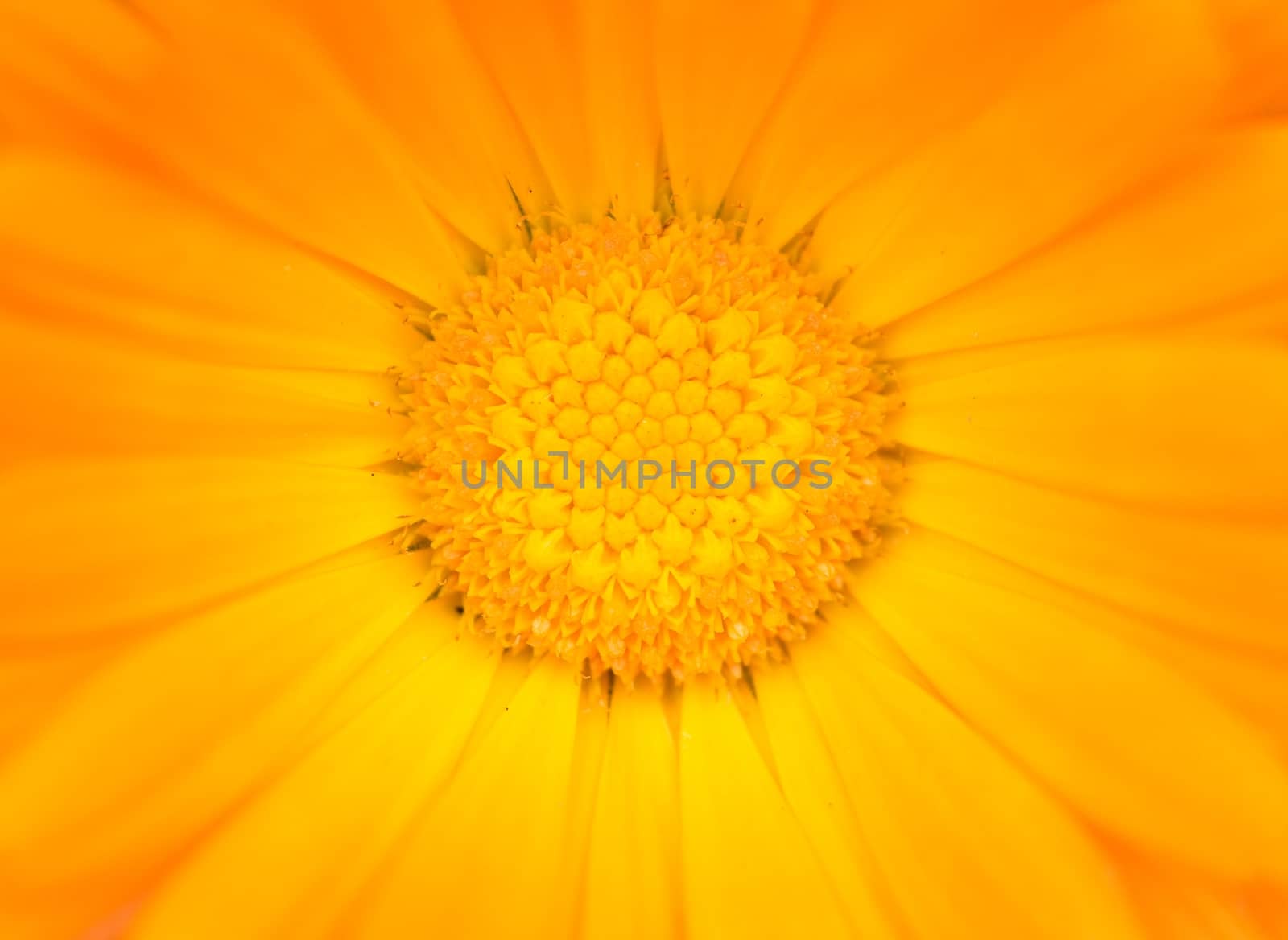 Macro shot of yellow-orange Gerbera flower.